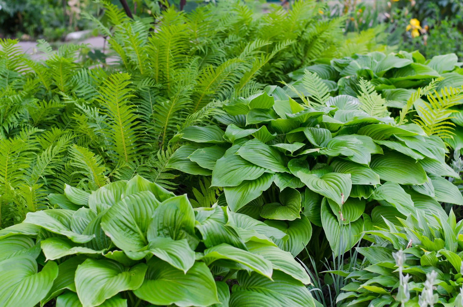 Hostas and ferns growing together in a shady border