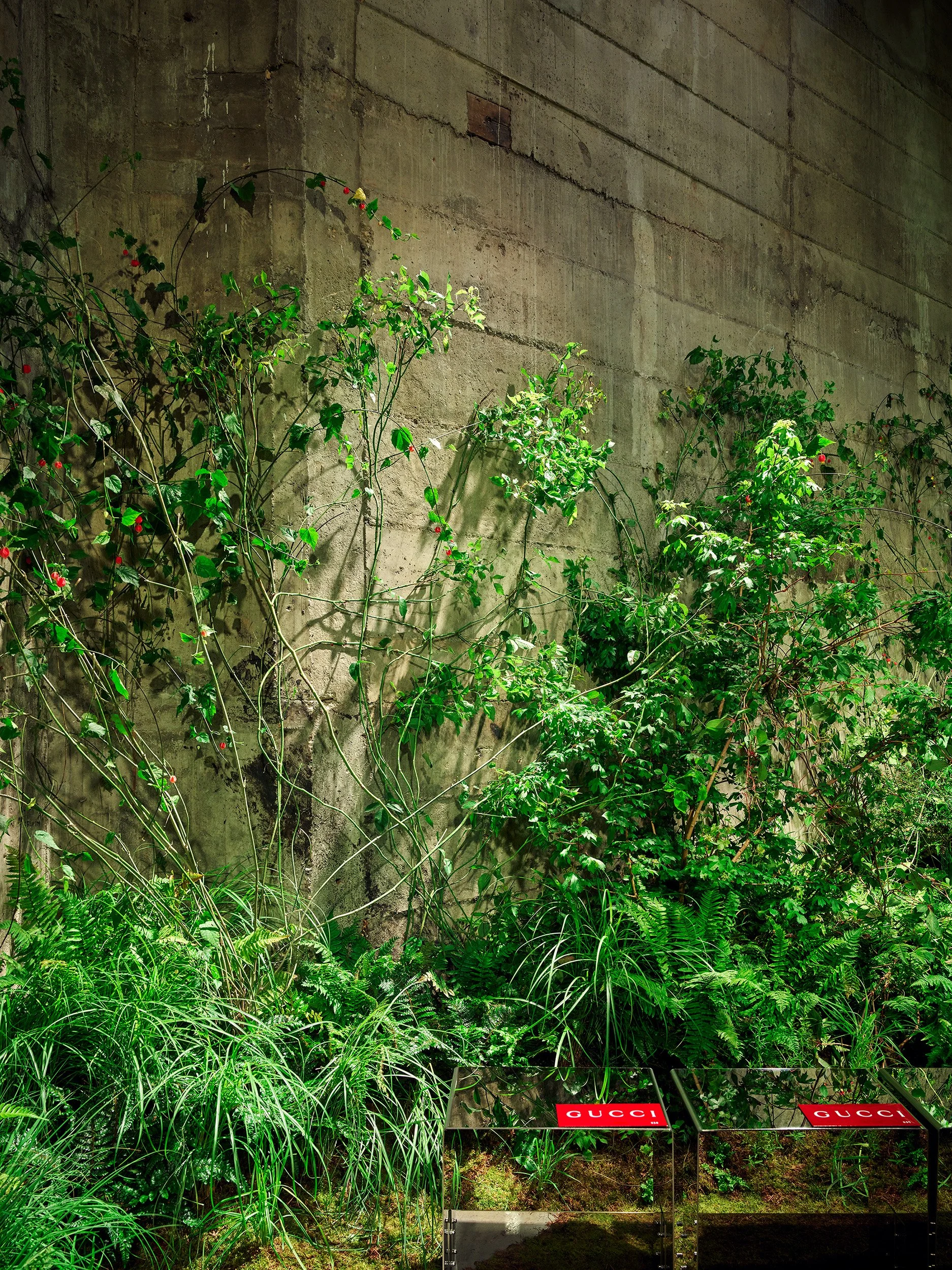 Ferns and young trees rising against the concrete walls of the Tanks