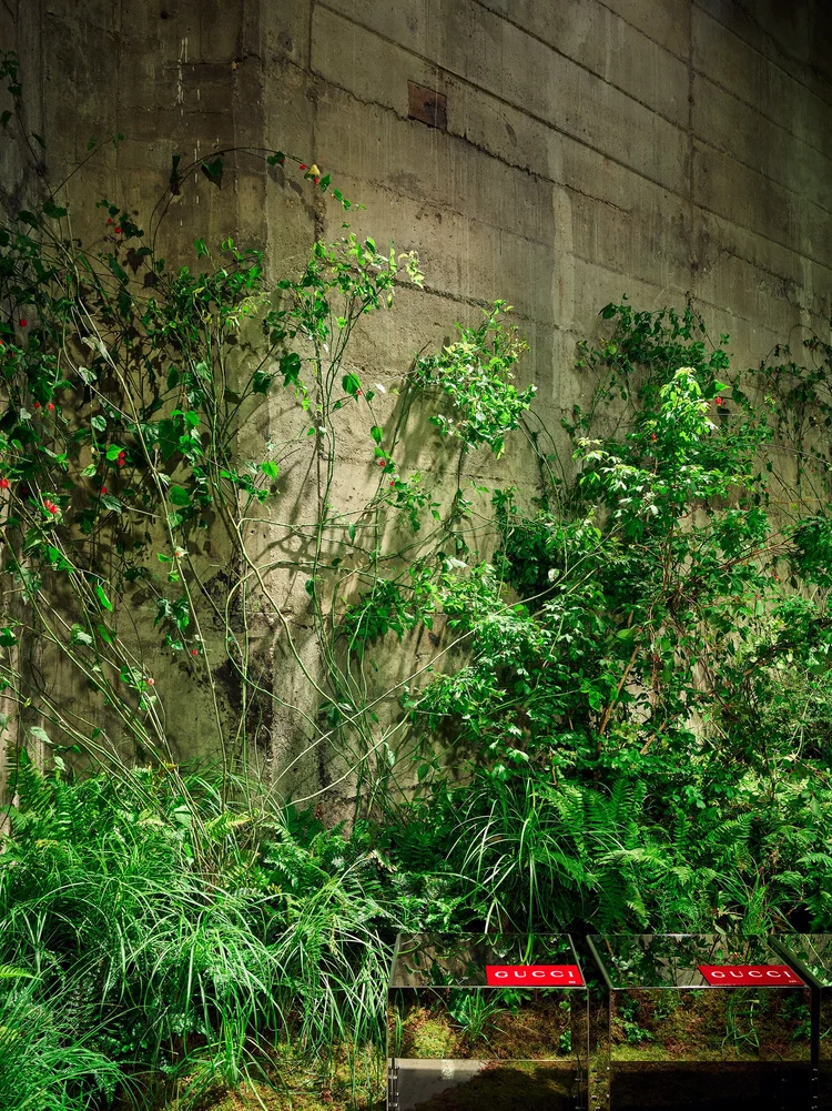 Ferns and young trees rising against the concrete walls of the Tanks