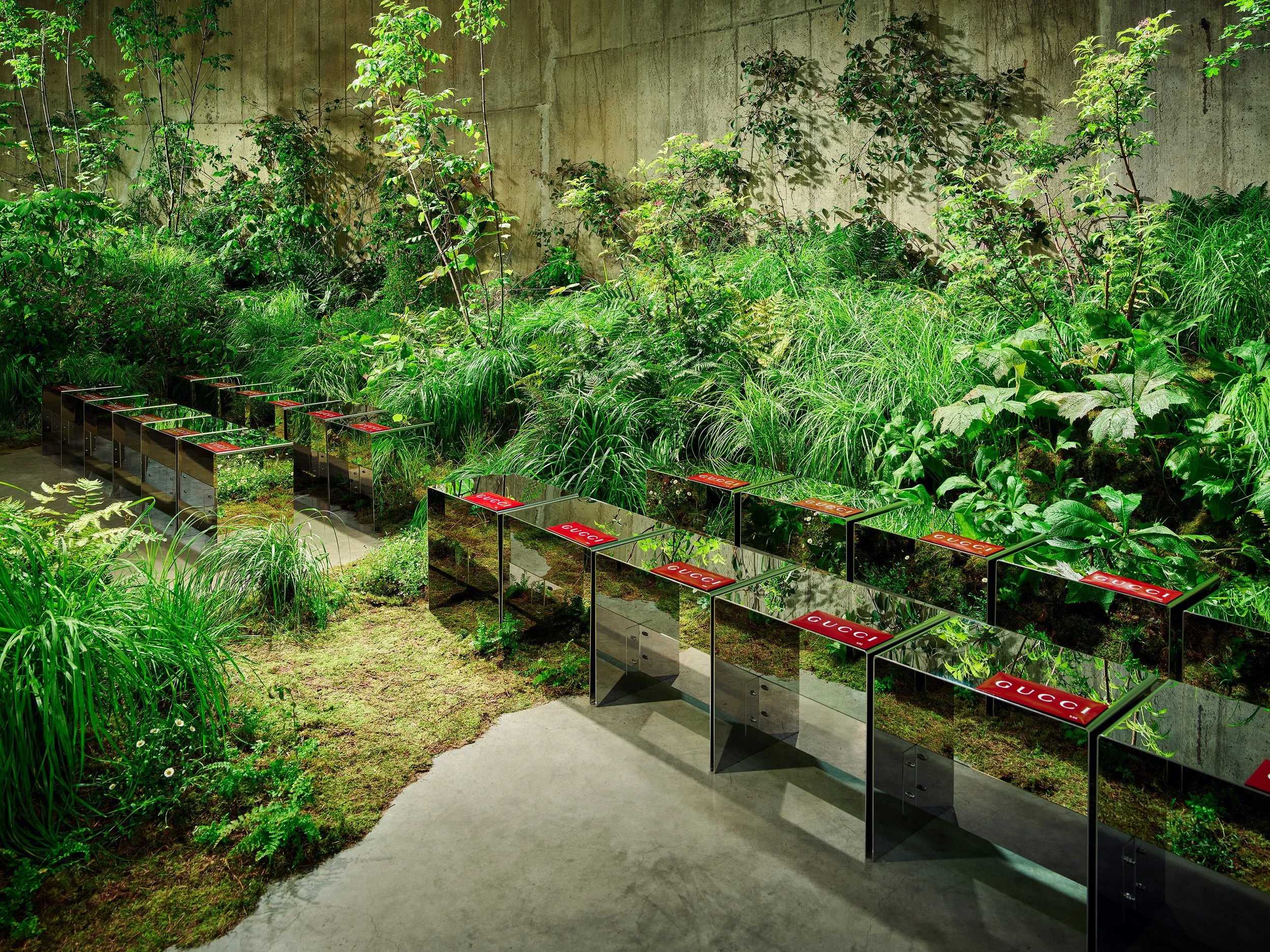 A path winding between beds of ferns and grasses in the Tanks