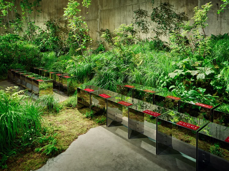 A path winding between beds of ferns and grasses in the Tanks