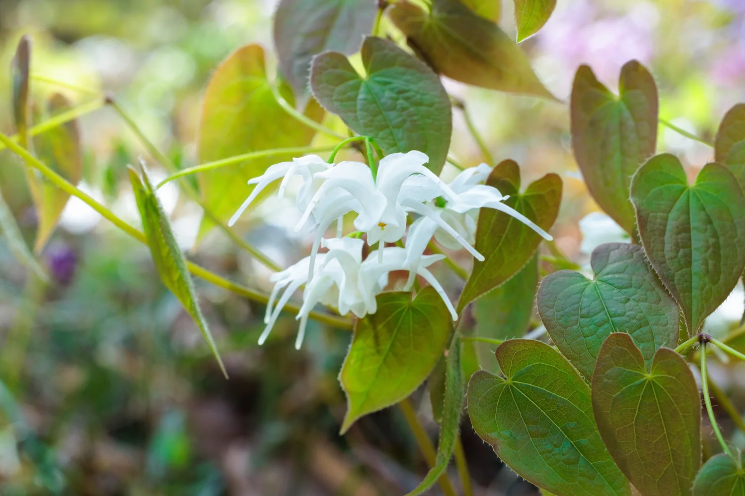 Delicate white epimedium flowers among fresh green leaves