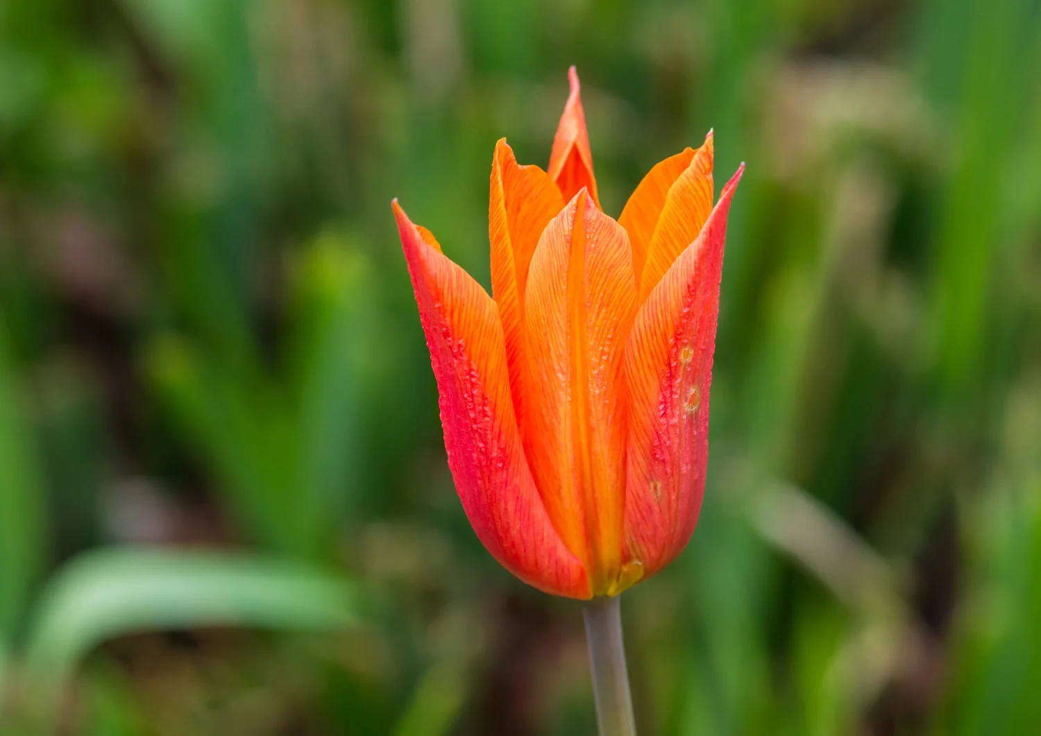 A single orange flower of Tulipa 'Ballerina'