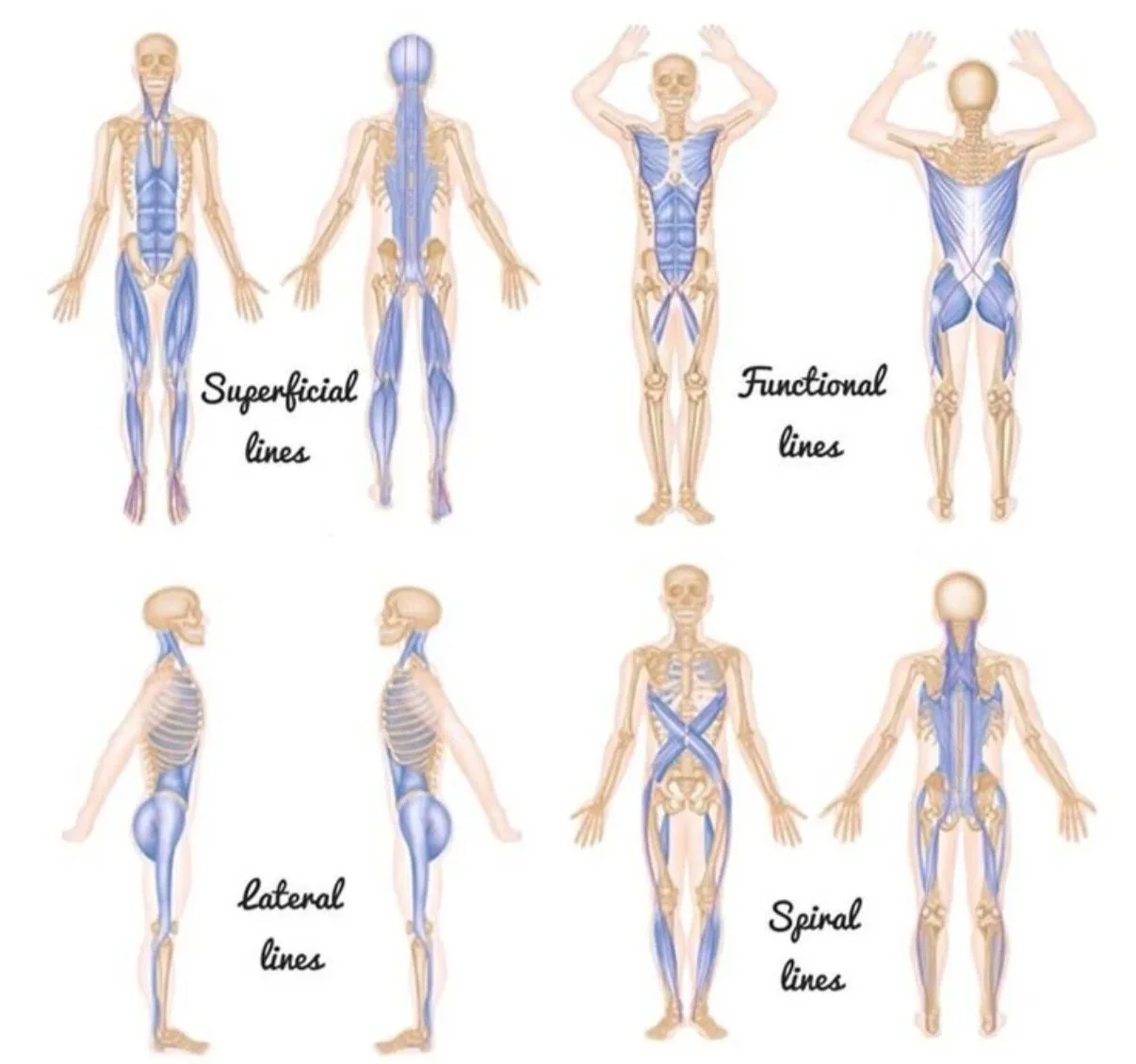 Myofascial lines