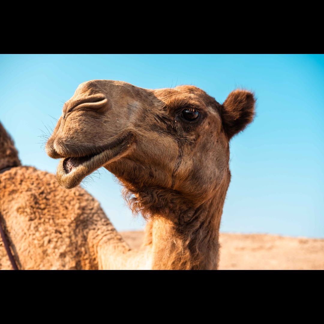 The Camel