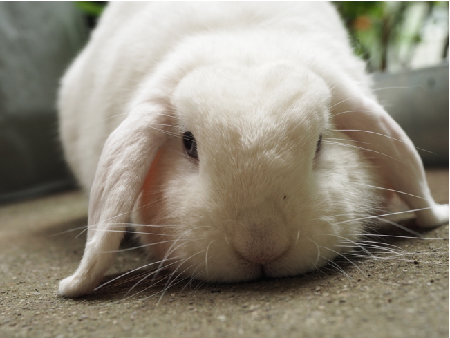 Easter

In what ways do traditional Easter celebrations harm animals?
