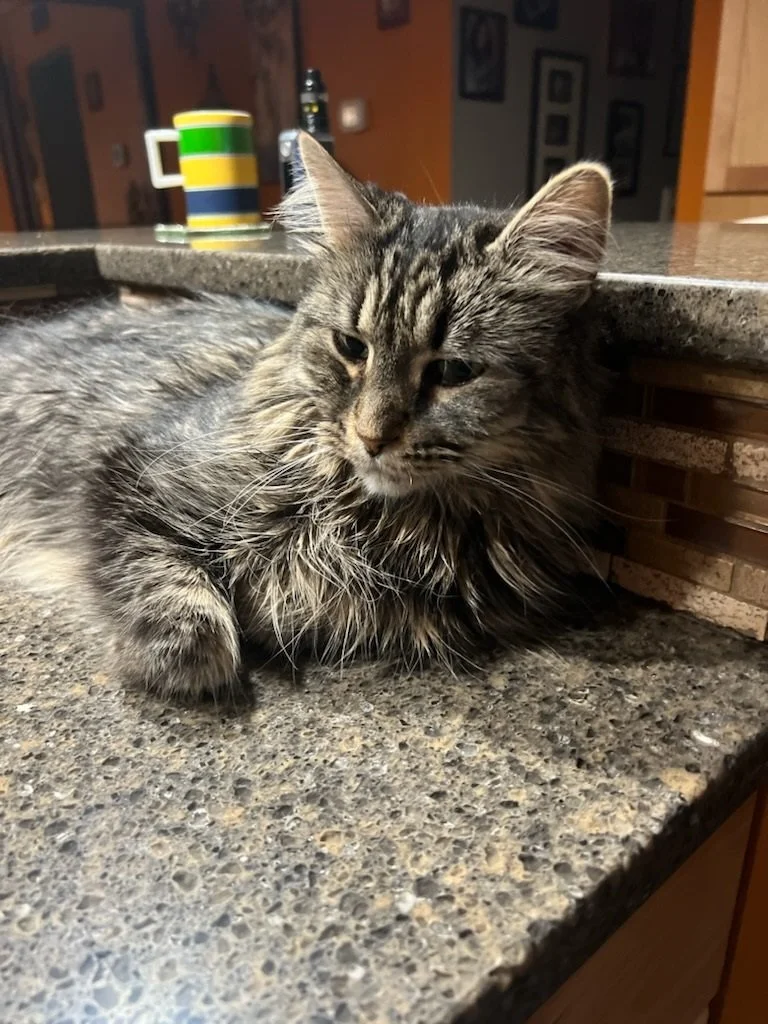Gray tabby cat lying on a kitchen countertop with a striped mug in the background.