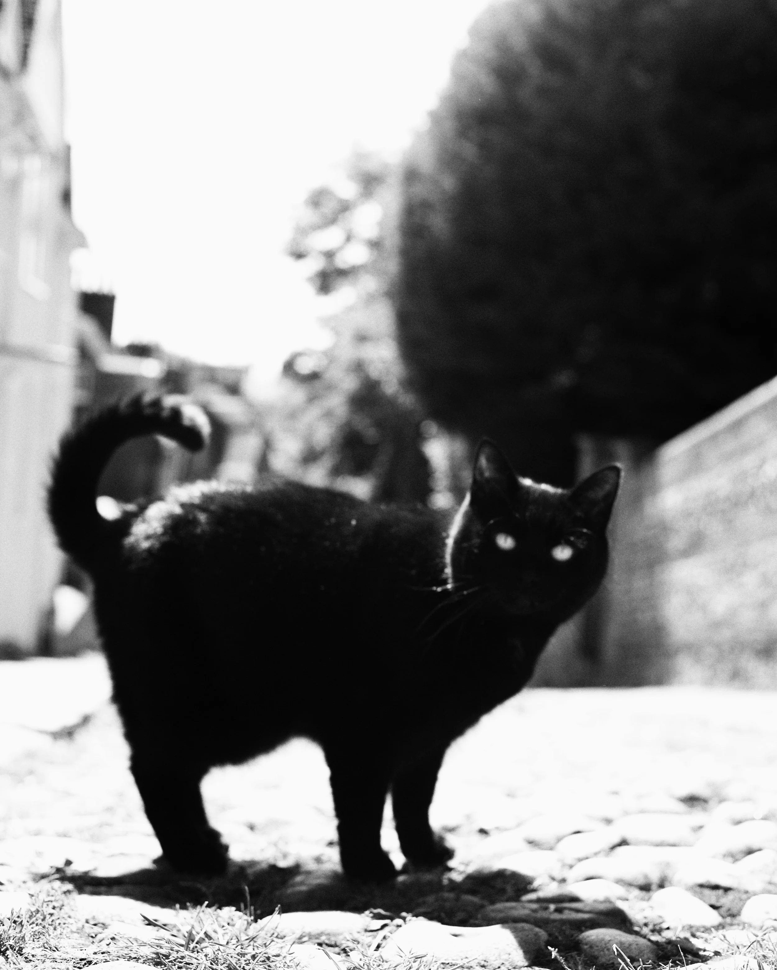 96531_1_1_8777638.jpeg