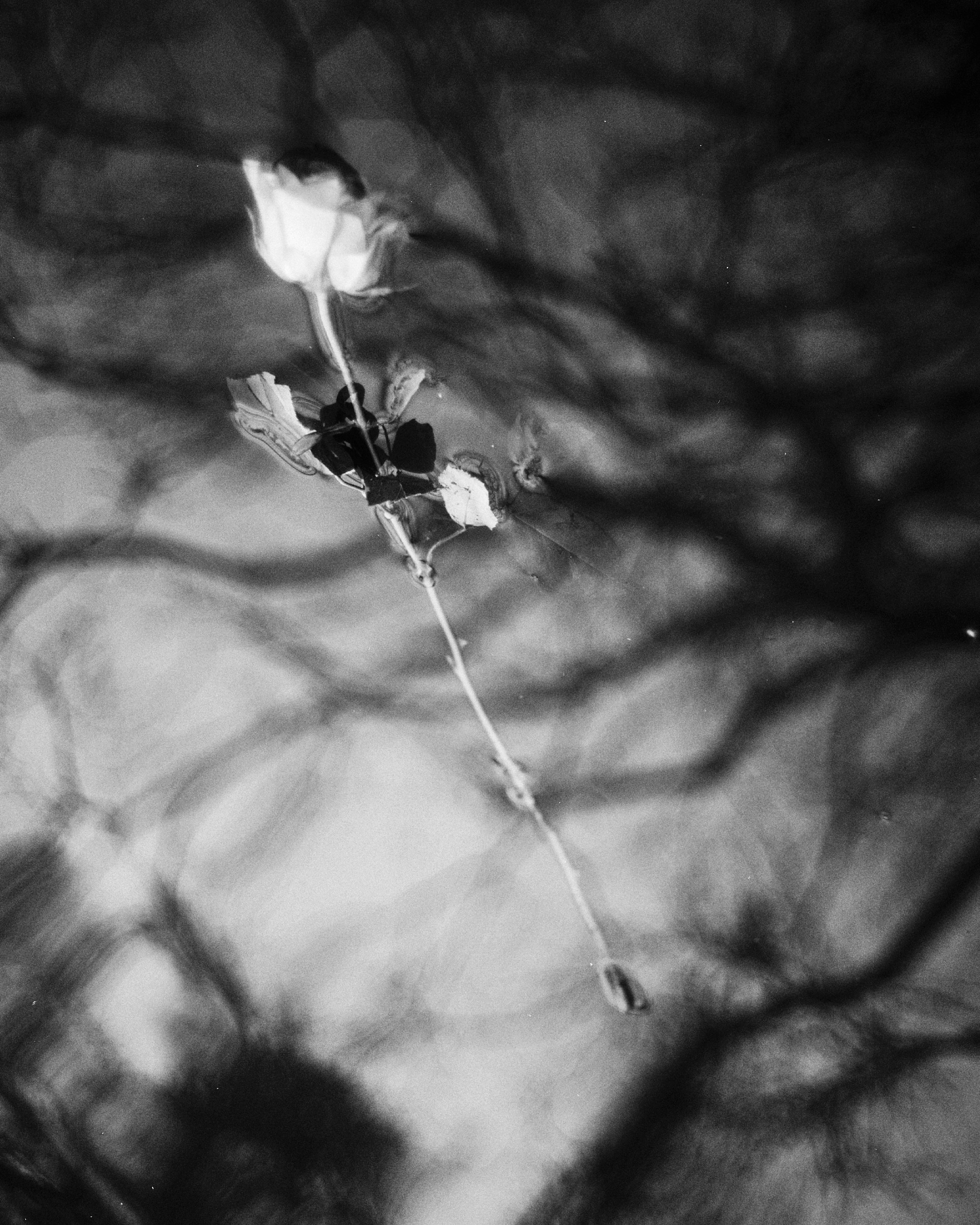 96514_1_1_5941100.jpeg