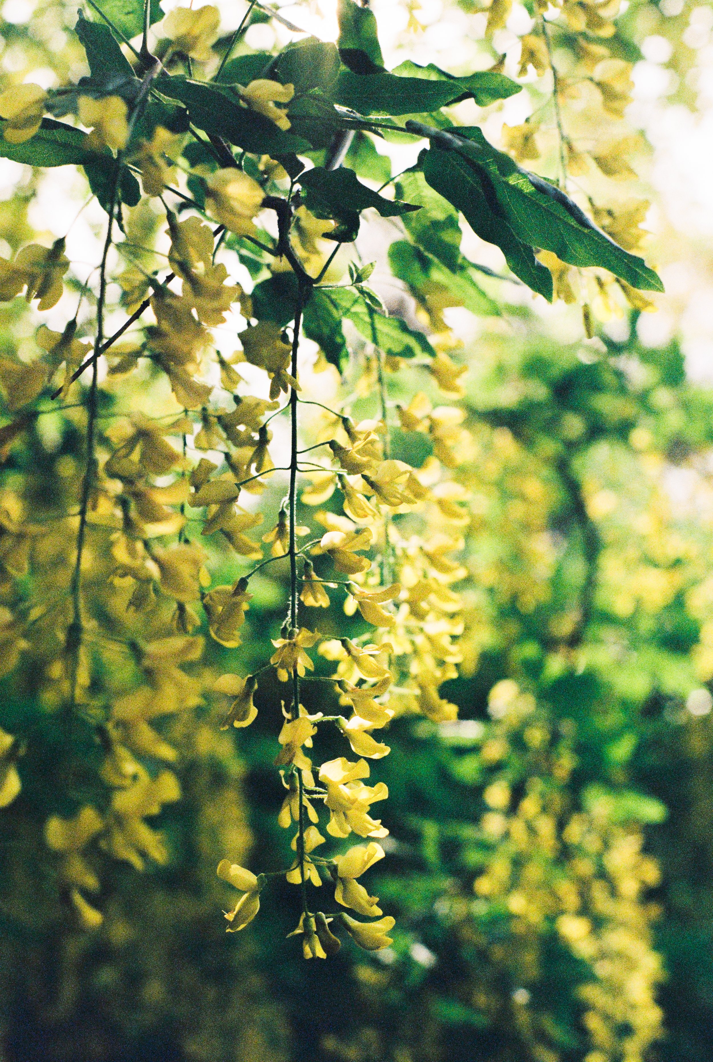 Yellow flowers with green leaves hanging from branches.