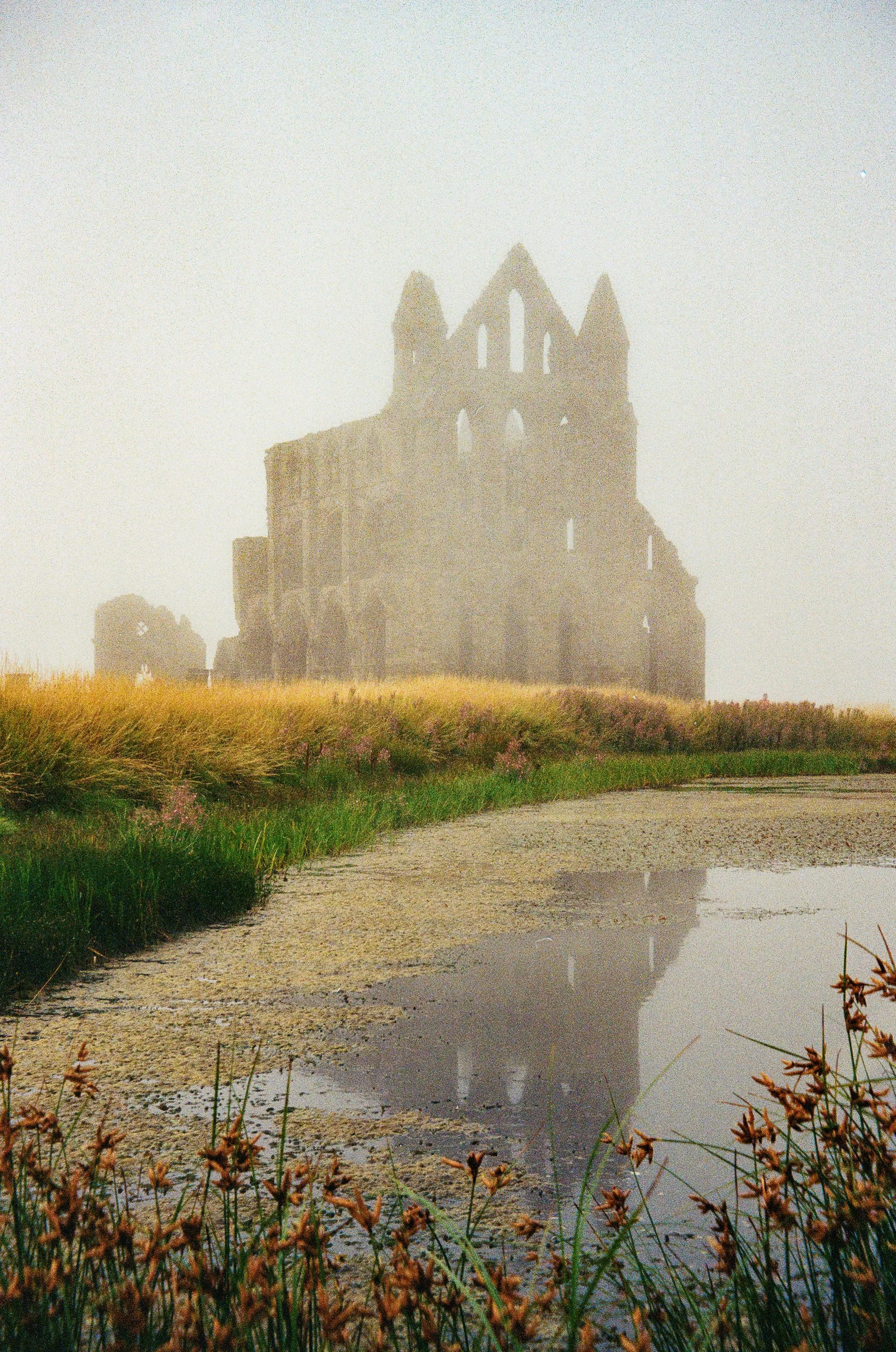 Old stone ruins of an abbey in a foggy landscape with tall grass and a small pond in the foreground.