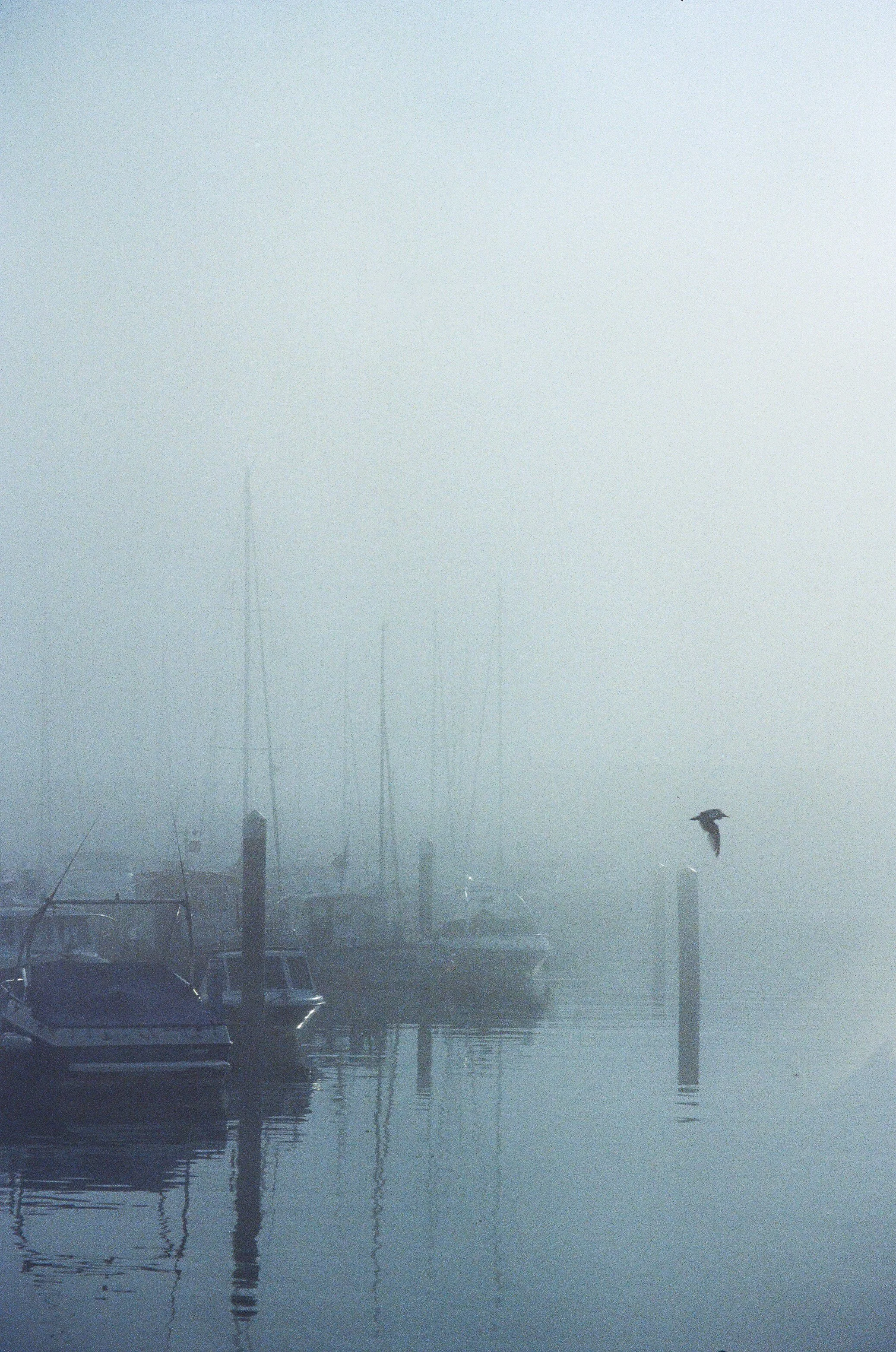 Foggy marina with boats and a flying bird
