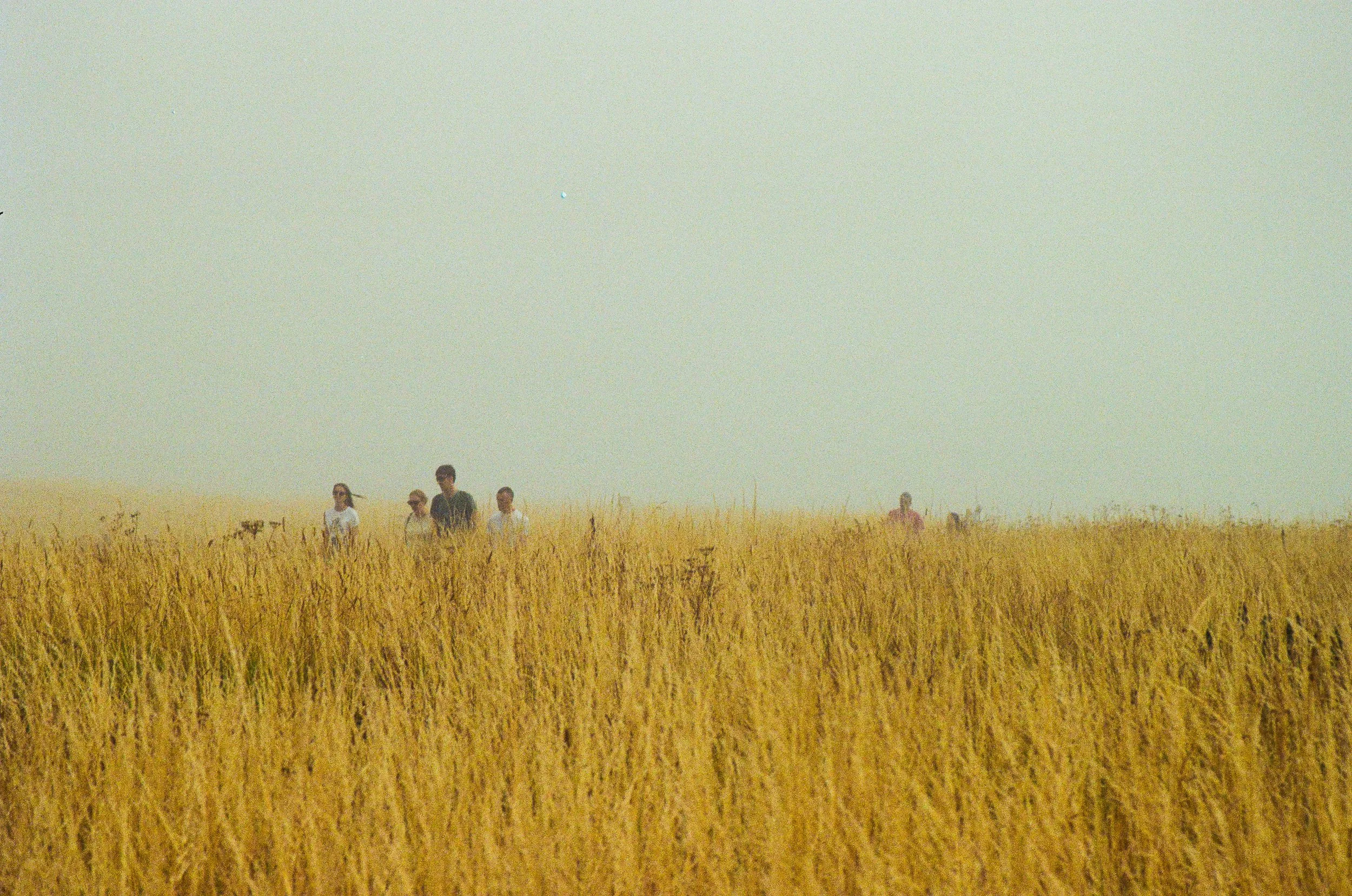 A group of people walking through a field of tall grass on a foggy day.