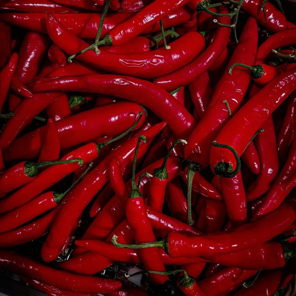 SPICY 🌶️ 

#inspiration #florist