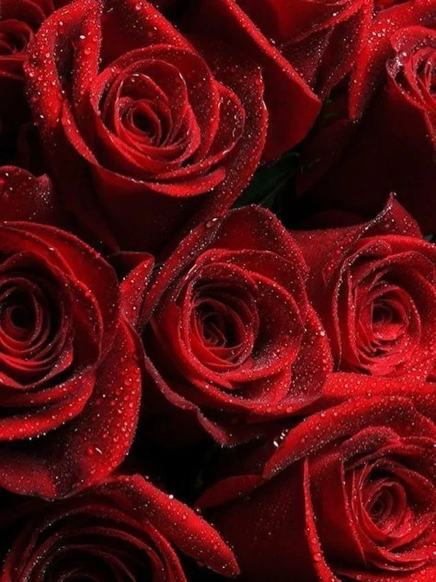 ROSESxx

You can never go wrong with a red rose 🌹