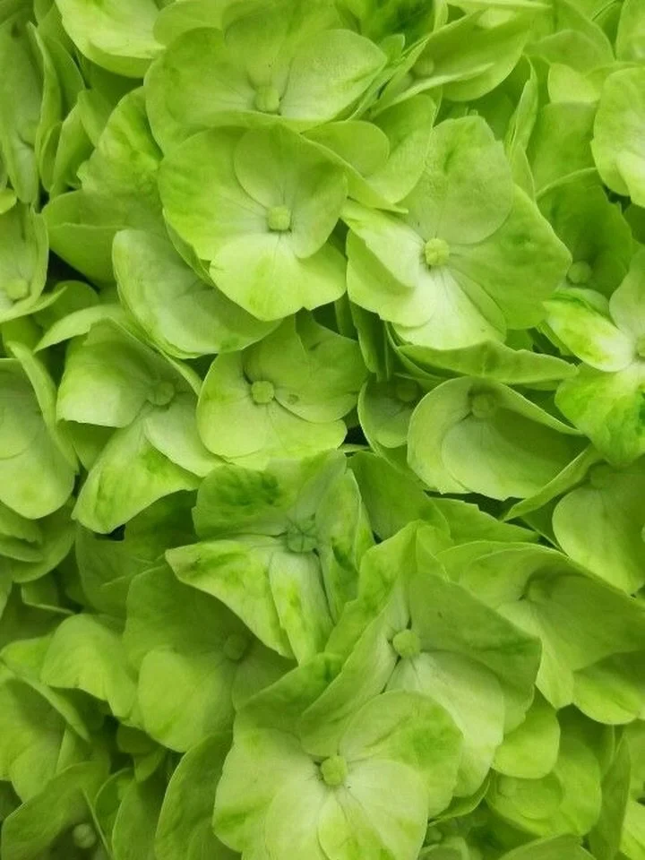 GREEN HYDRANGEASxx