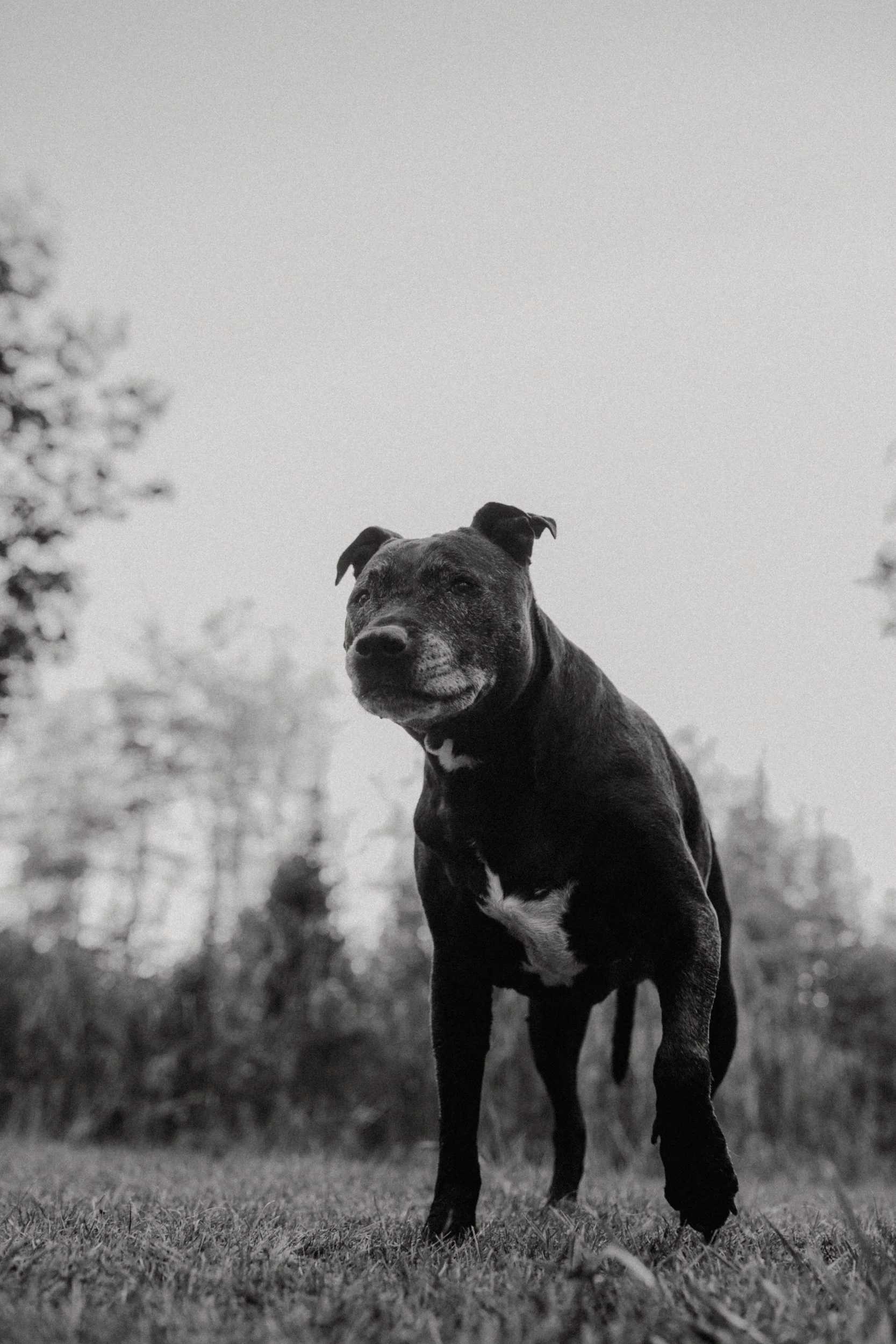 Black and white photo of a black dog standing on grass with trees in the background.