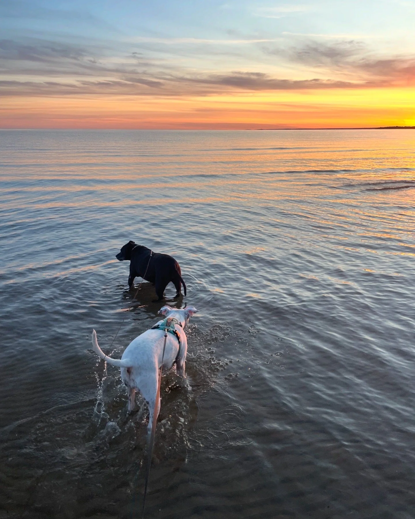 Two dogs walking in shallow water at a beach during sunset, with vibrant orange and pink hues in the sky.