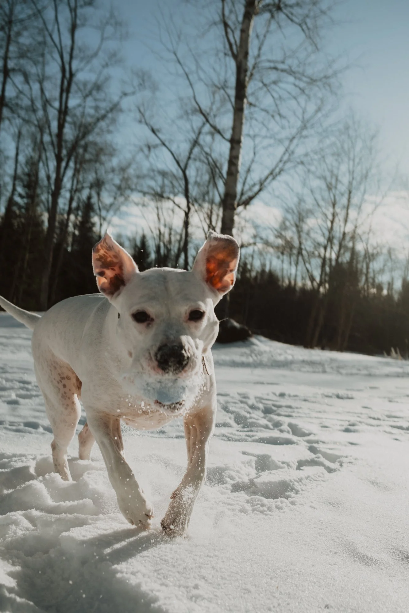 White dog running through snow in a snowy forest.