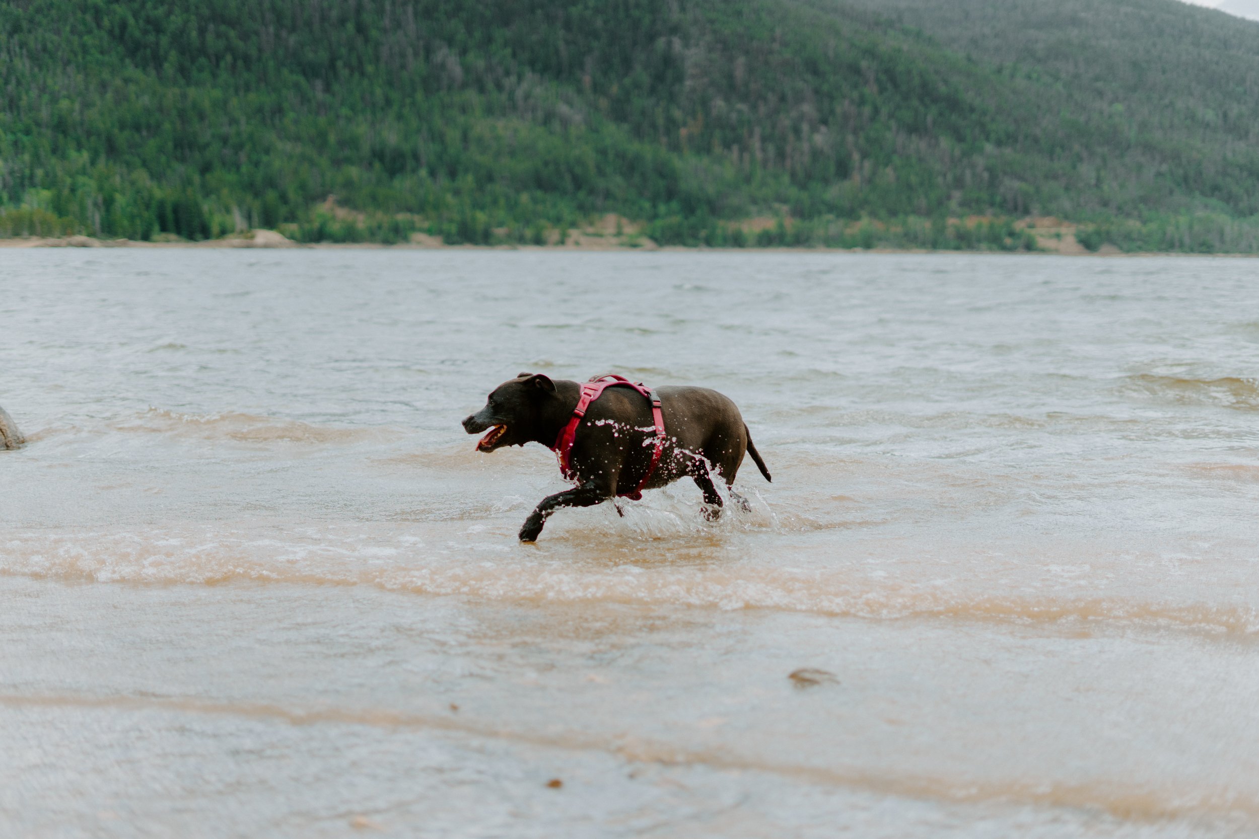 Black dog with red harness running in a lake.