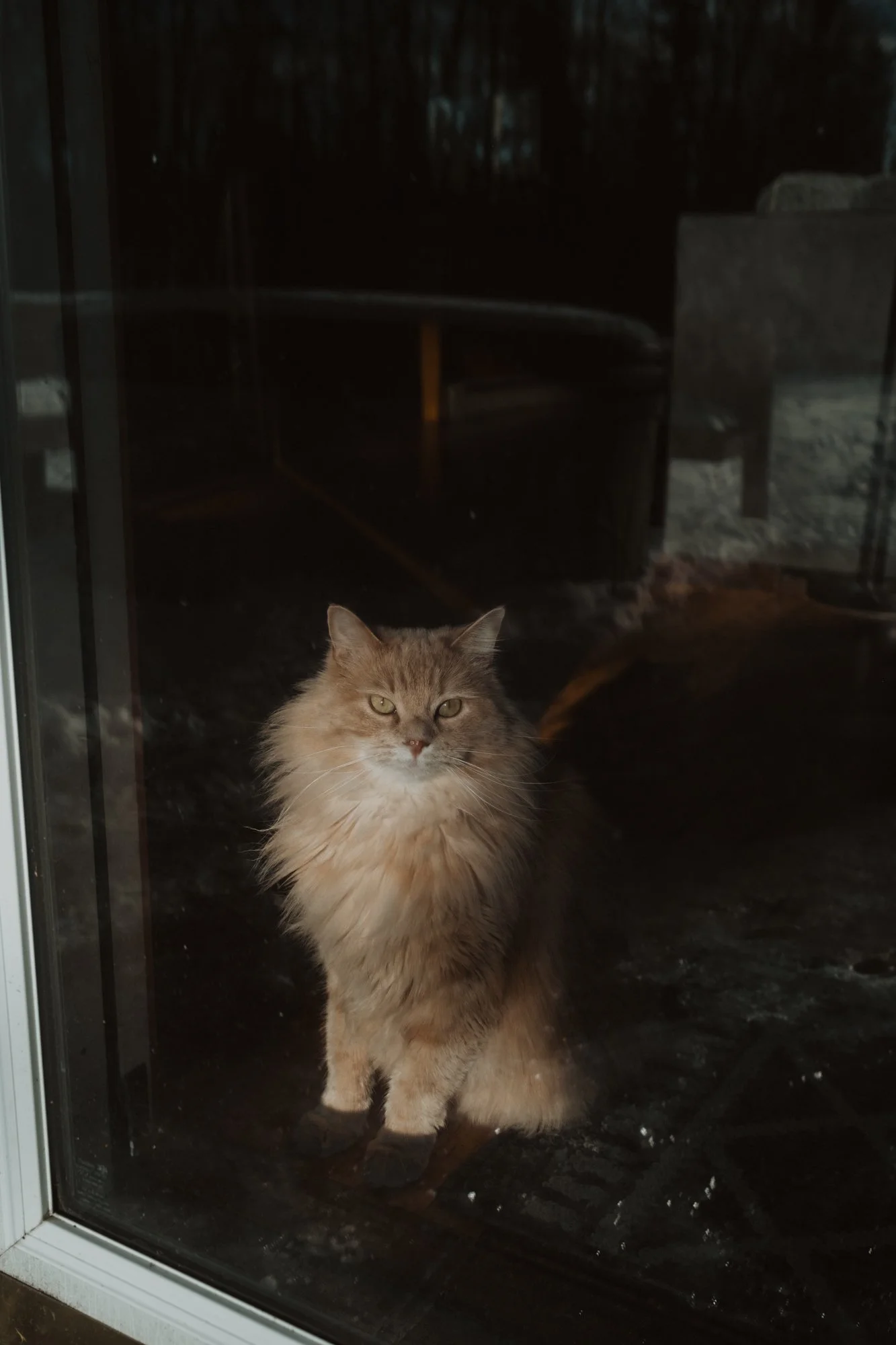 Fluffy orange cat sitting behind a glass door, looking outside.