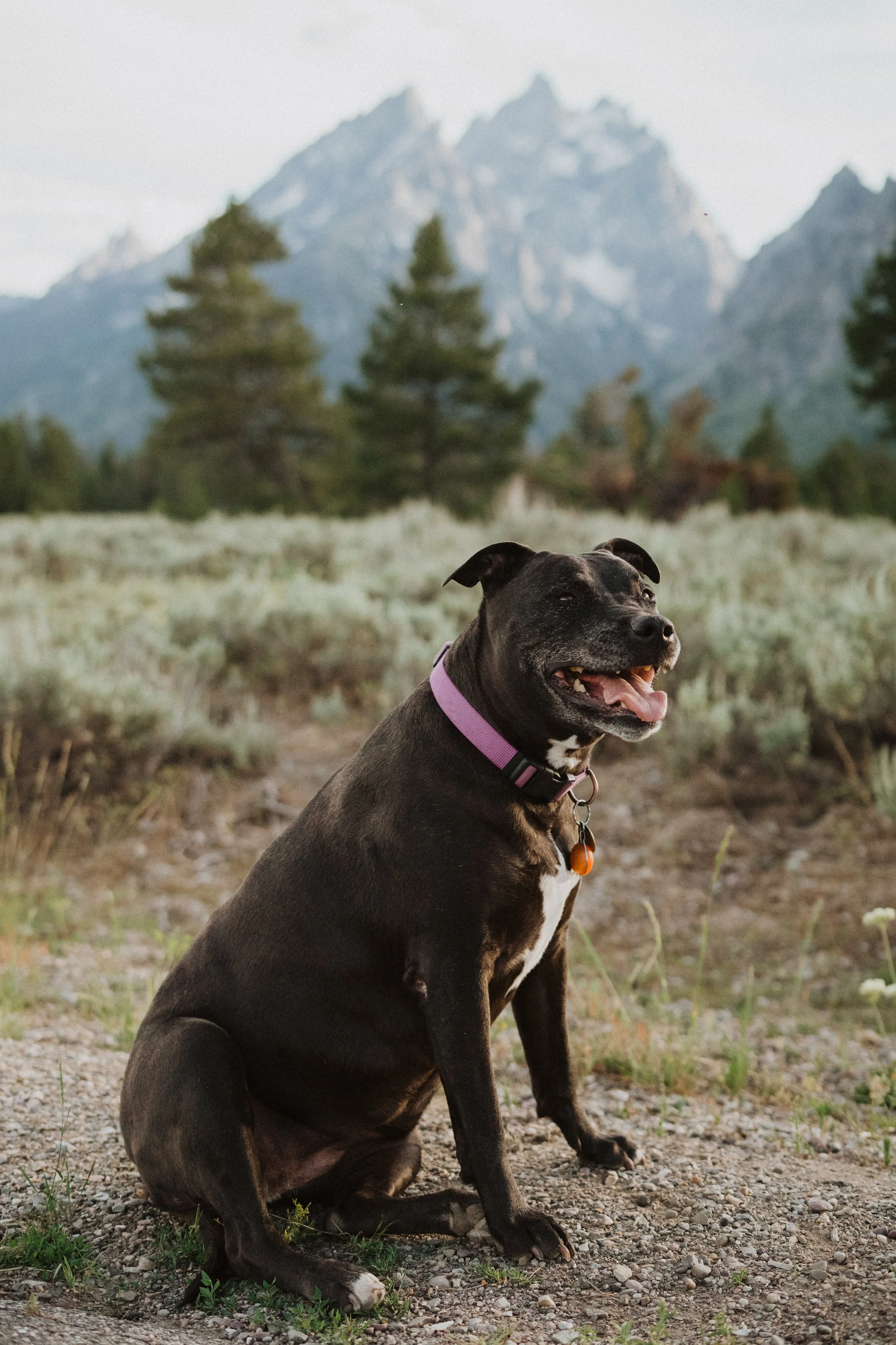 A black dog with a purple collar sitting on a dirt path in front of a mountainous landscape with trees and shrubs.