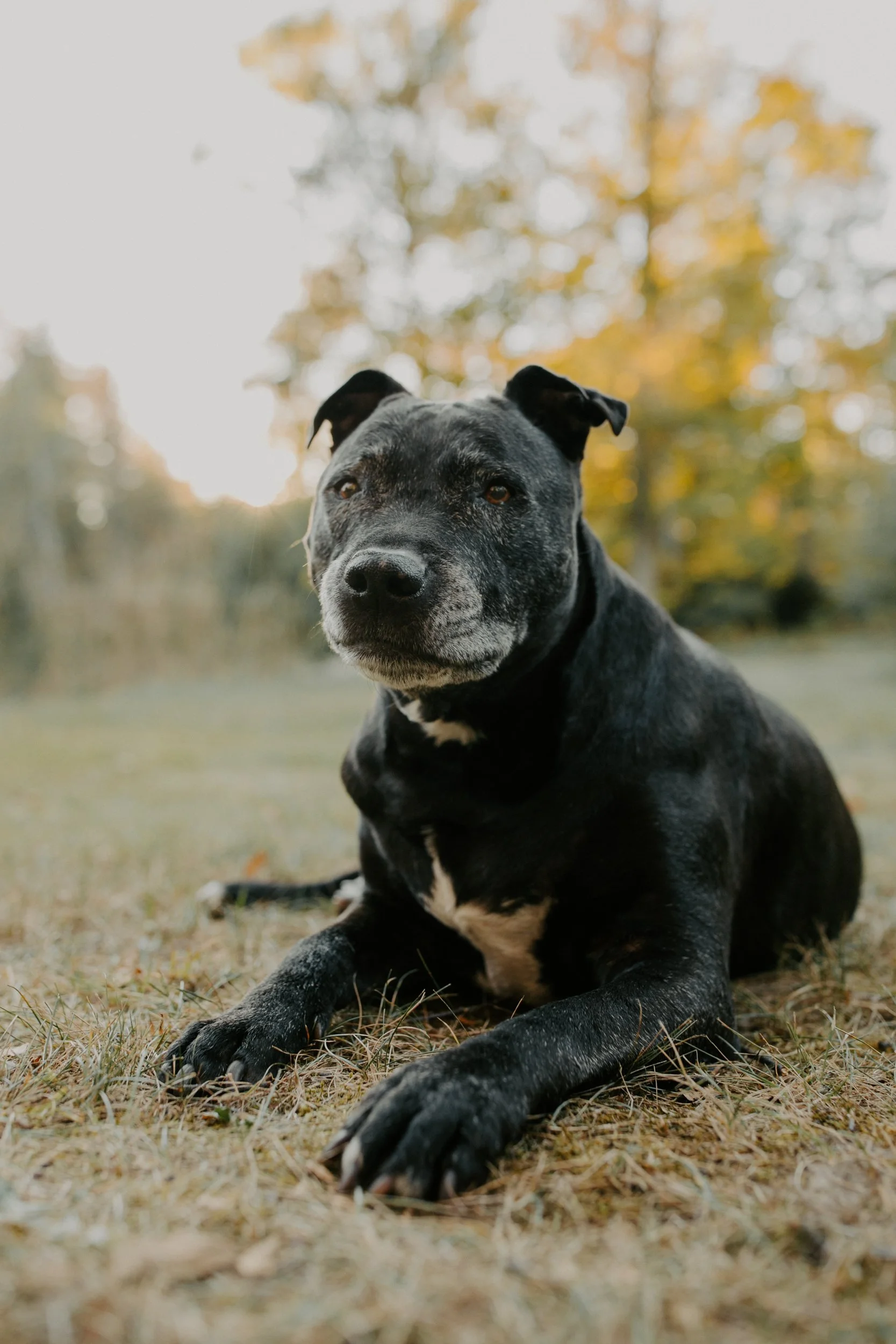 Black dog with white markings lying on grass in a park with trees in the background.