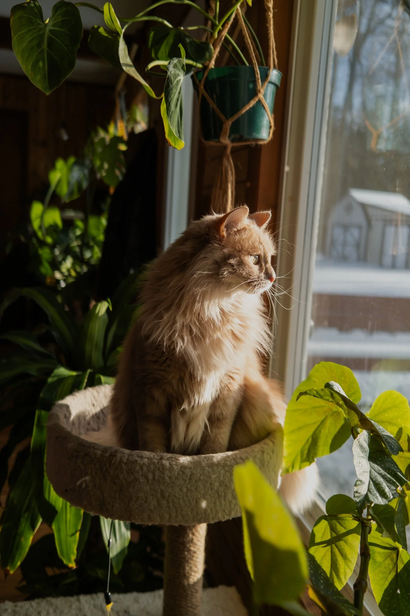 A fluffy cat sitting on a cat perch next to a window, surrounded by green plants, with sunlight streaming in.