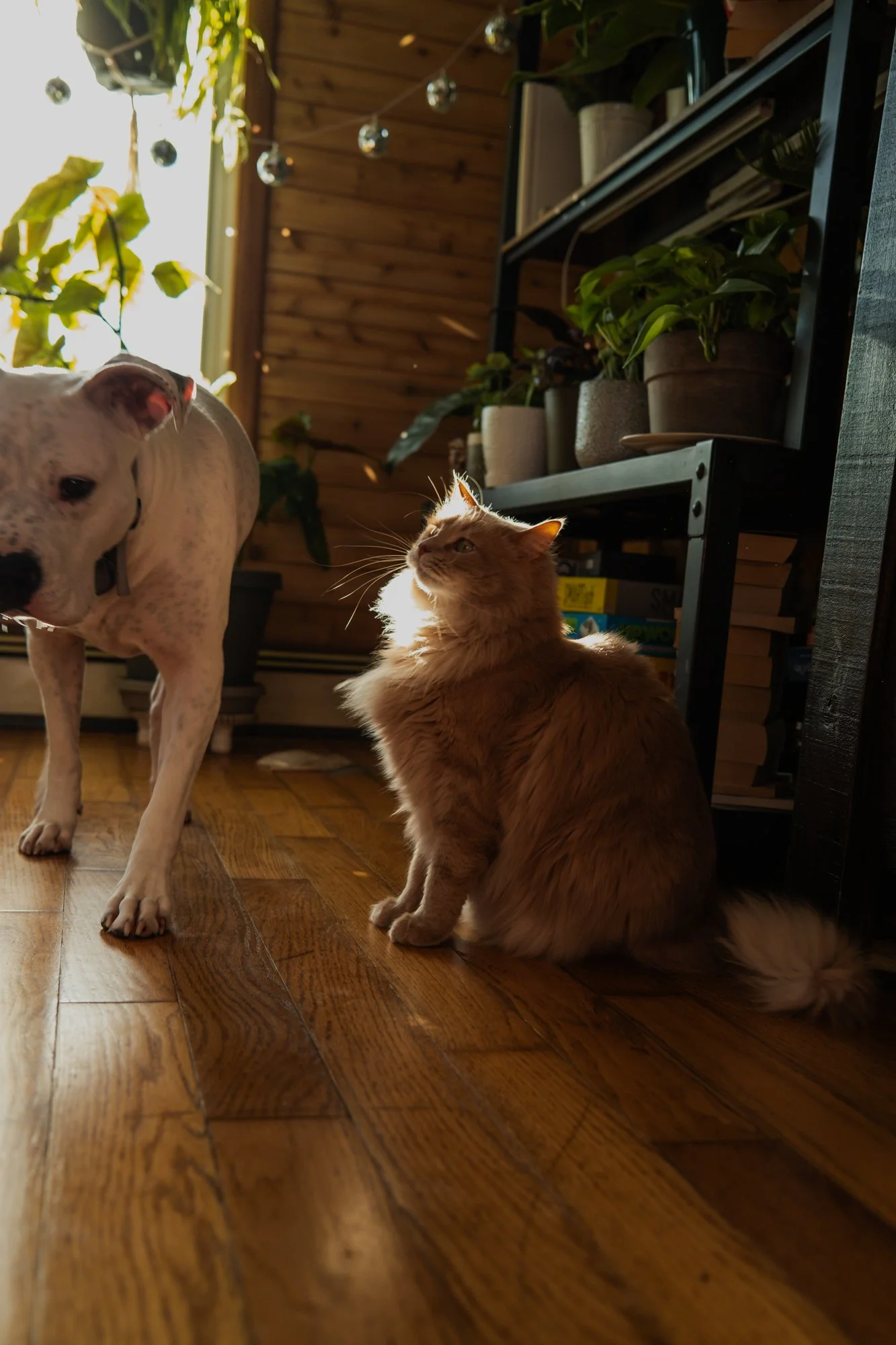A tan cat and a white dog with black spots on a hardwood floor near a shelf with plants and books, in a warmly lit room.