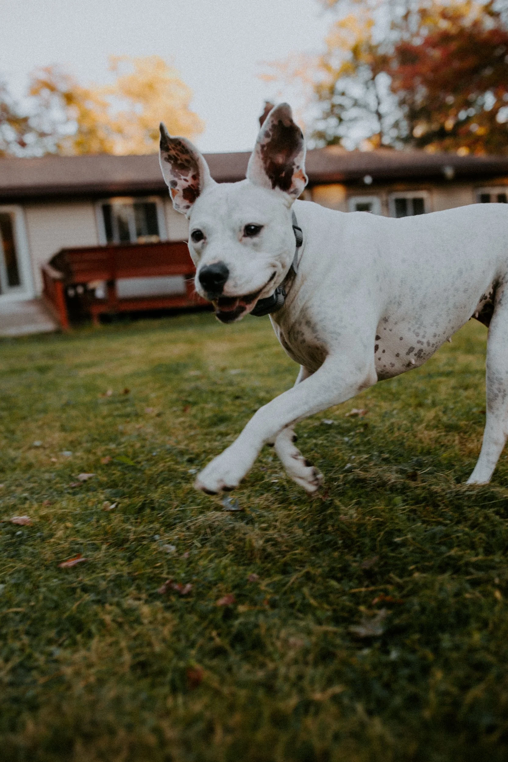 A playful white dog with black spots running on a lawn in a backyard.