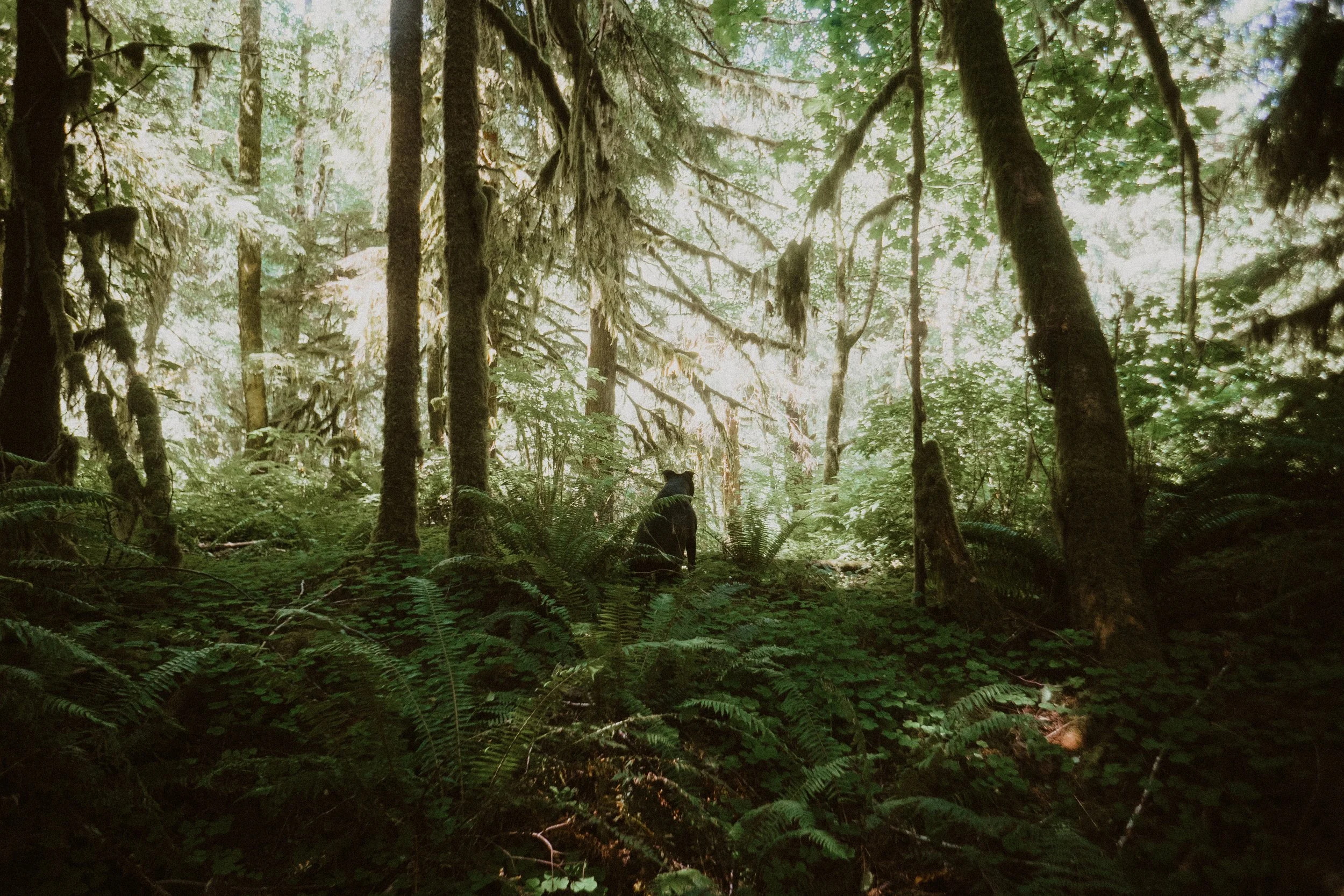 A dense forest with ferns and tall trees, featuring a bear sitting in the clearing.