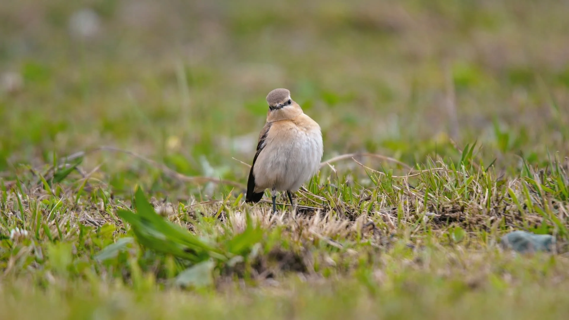 Nature Environment & Wildlife Society