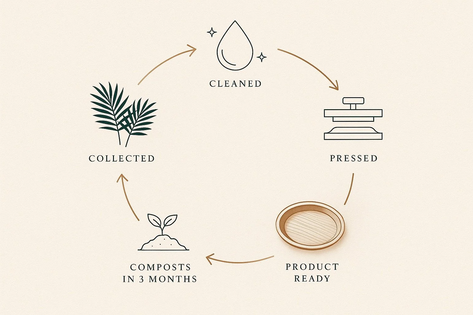 A circular infographic illustrating the process of making sustainable areca products. It starts with collected leaves or plants, then cleaning, pressing, product ready, compost in 3 months, and back to collected plants.
