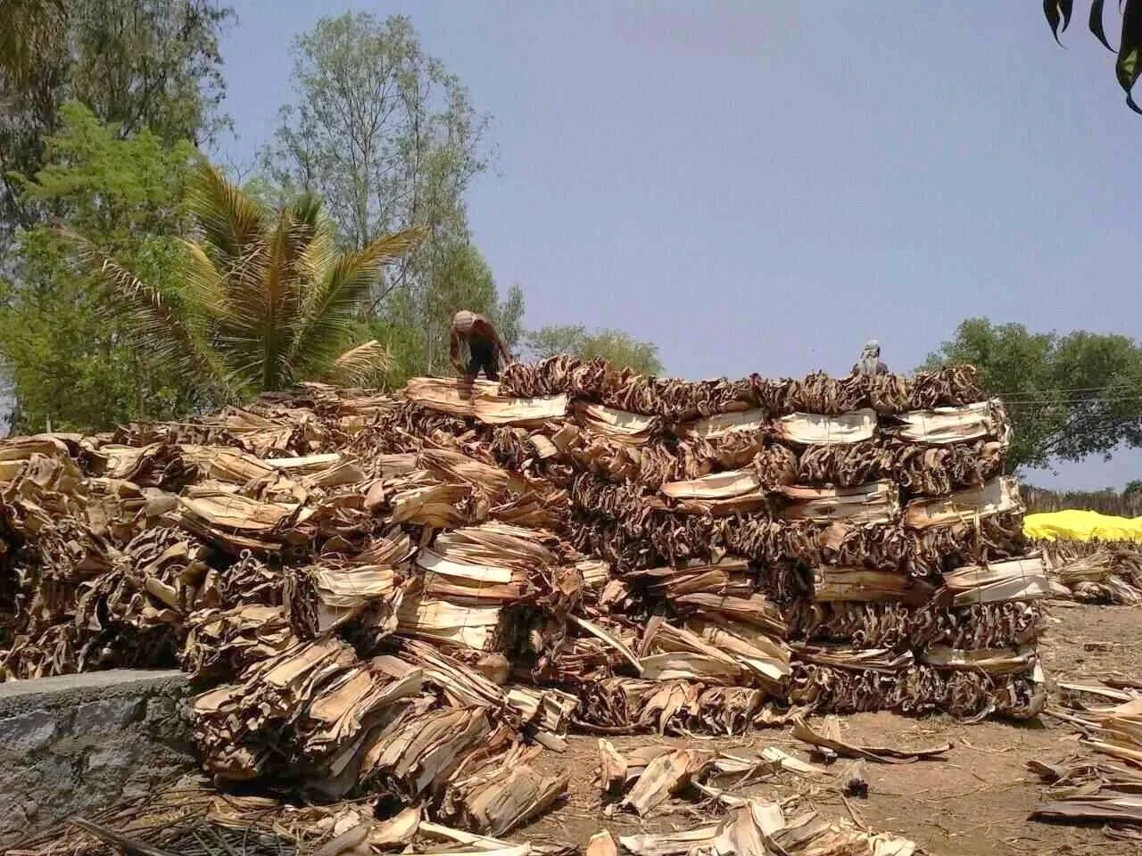 Stacks ofareca leaves dried and prepared, with workers atop the piles for processing or packaging, surrounded by trees in an outdoor setting.