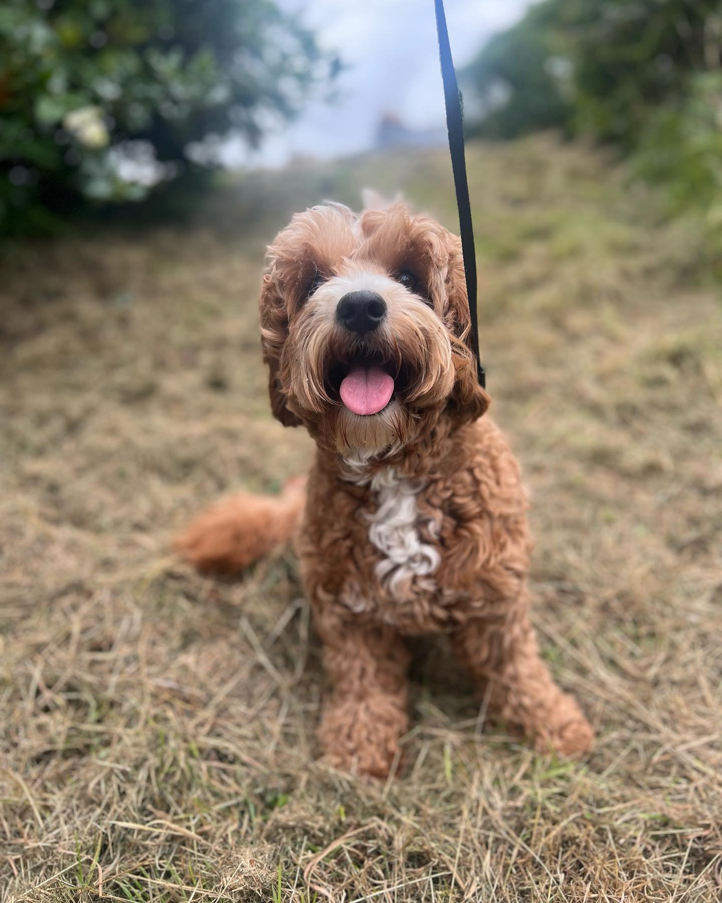Walks lately 🦮💖