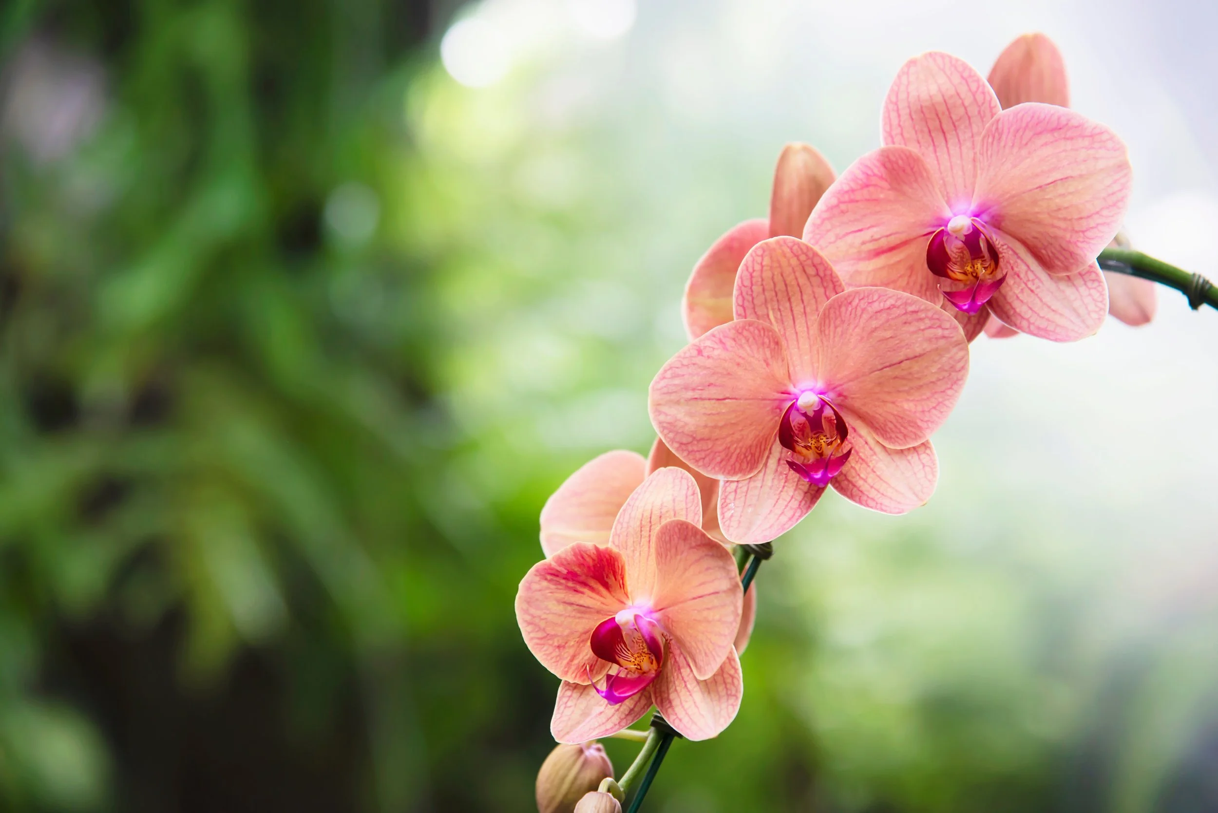 light-orange-orchid-with-green-leaf-beautiful-nature-flower-blossom.jpg