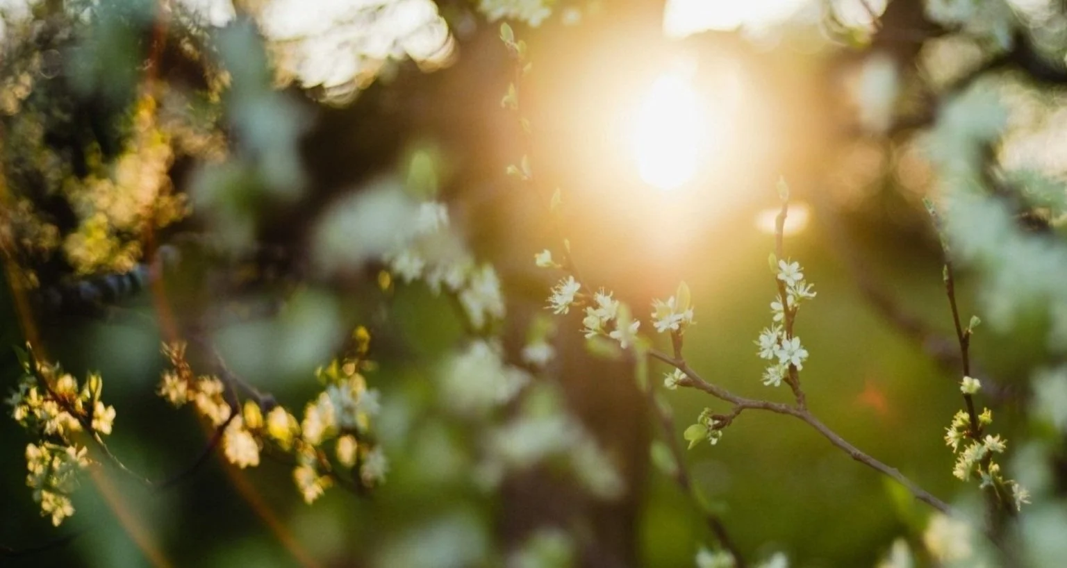 Sun shining through blooming tree branches to reflect hope and healing at Becoming Therapy Center in Clarksville, TN, counseling for pregnancy, postpartum, and parenthood, new mom support, couples therapy, support groups.