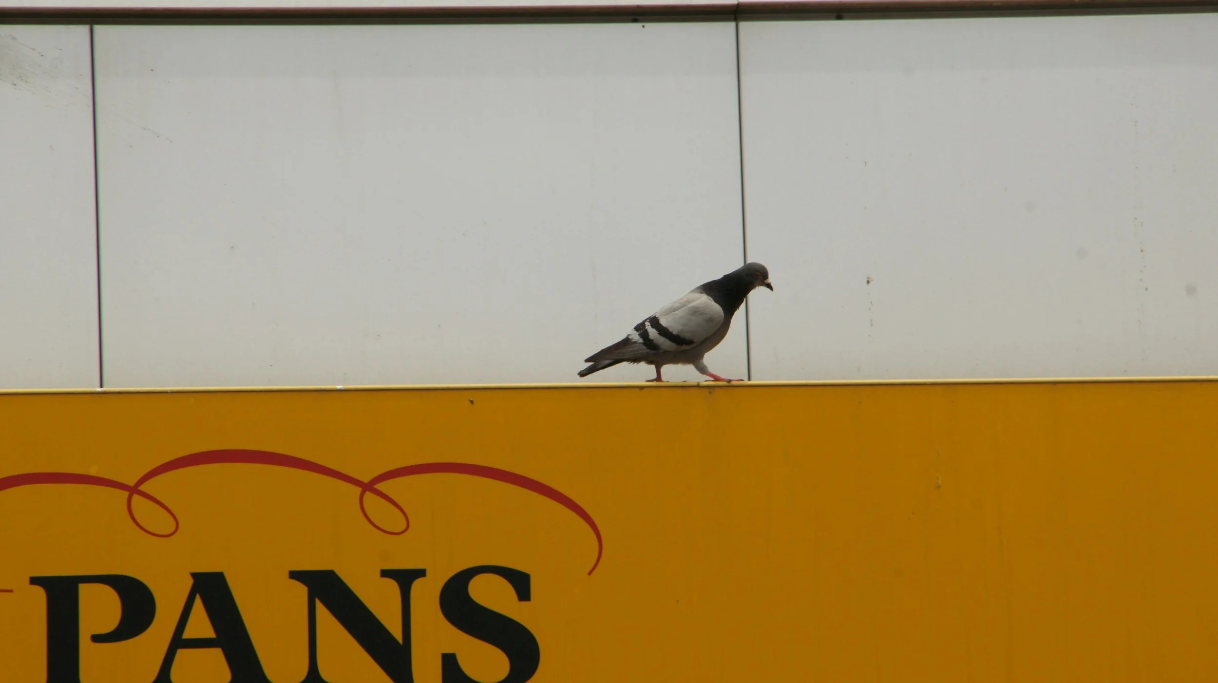 bird problem at my business