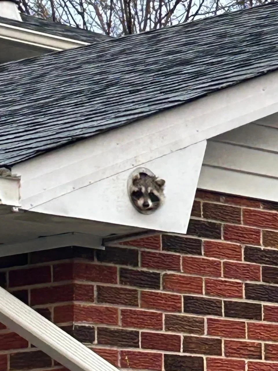Raccoon Baby Season in Ontario: Protecting Your Home the Right Way