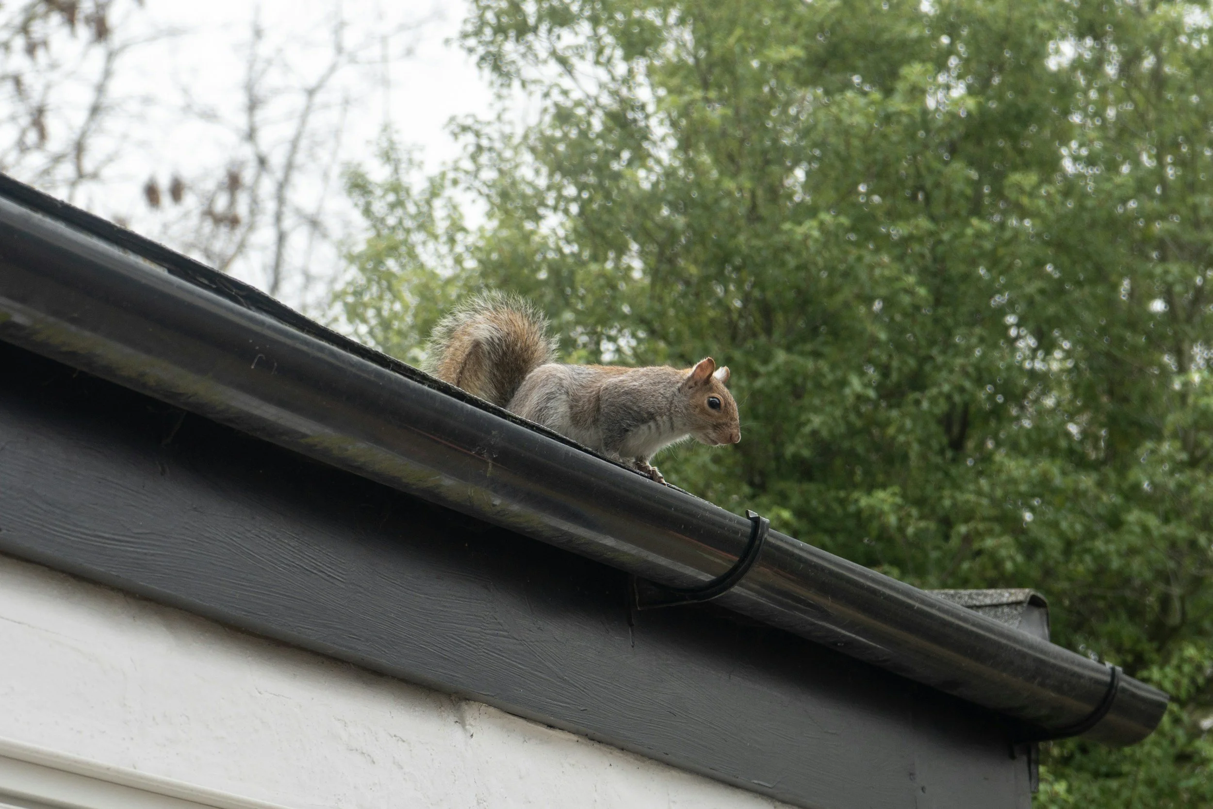 Squirrel Baby Season in Ontario: What Homeowners Should Watch For