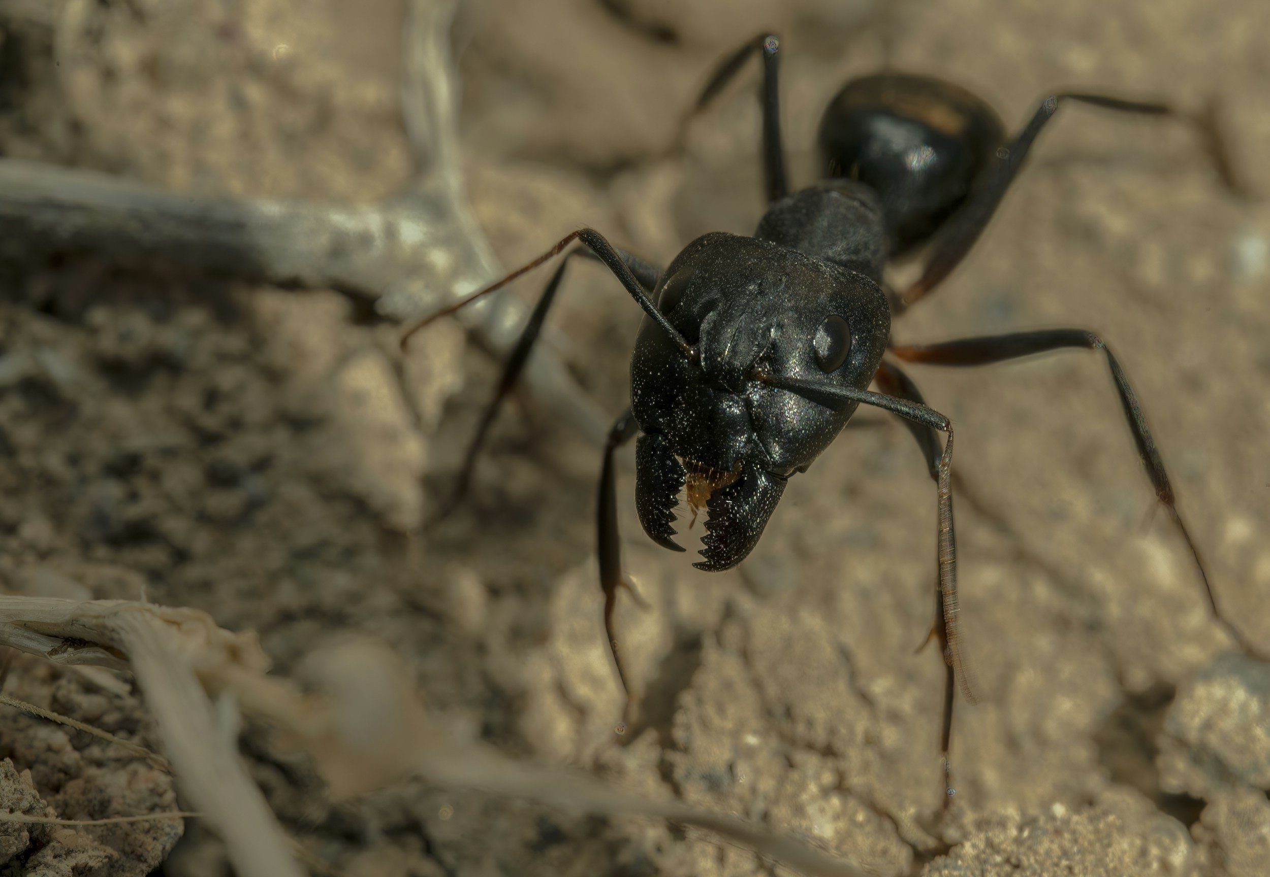 Ants in Your Home: Common Ontario Ant Species, Damage Risks, and How to Prevent an Infestation