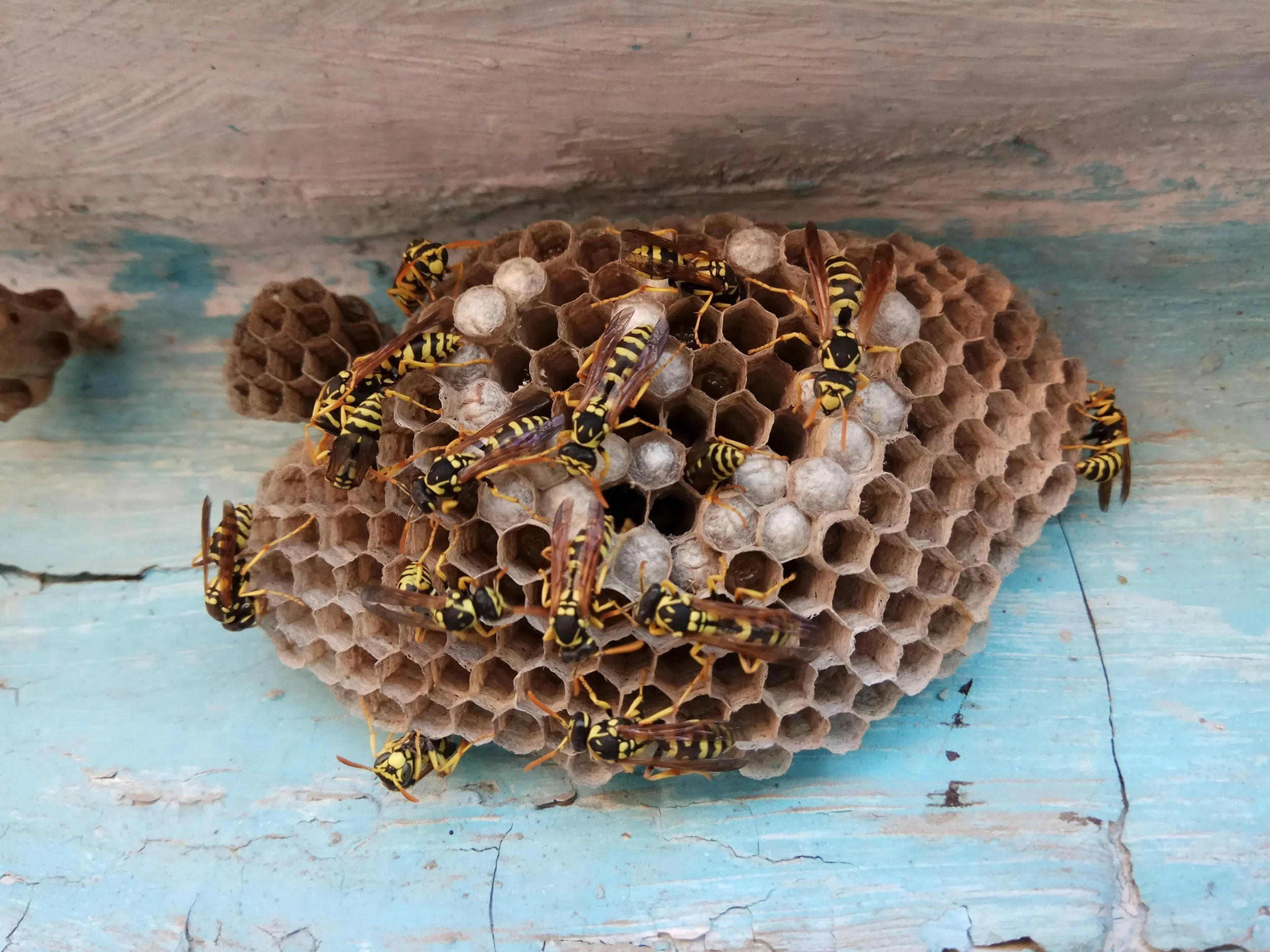 Wasp nest