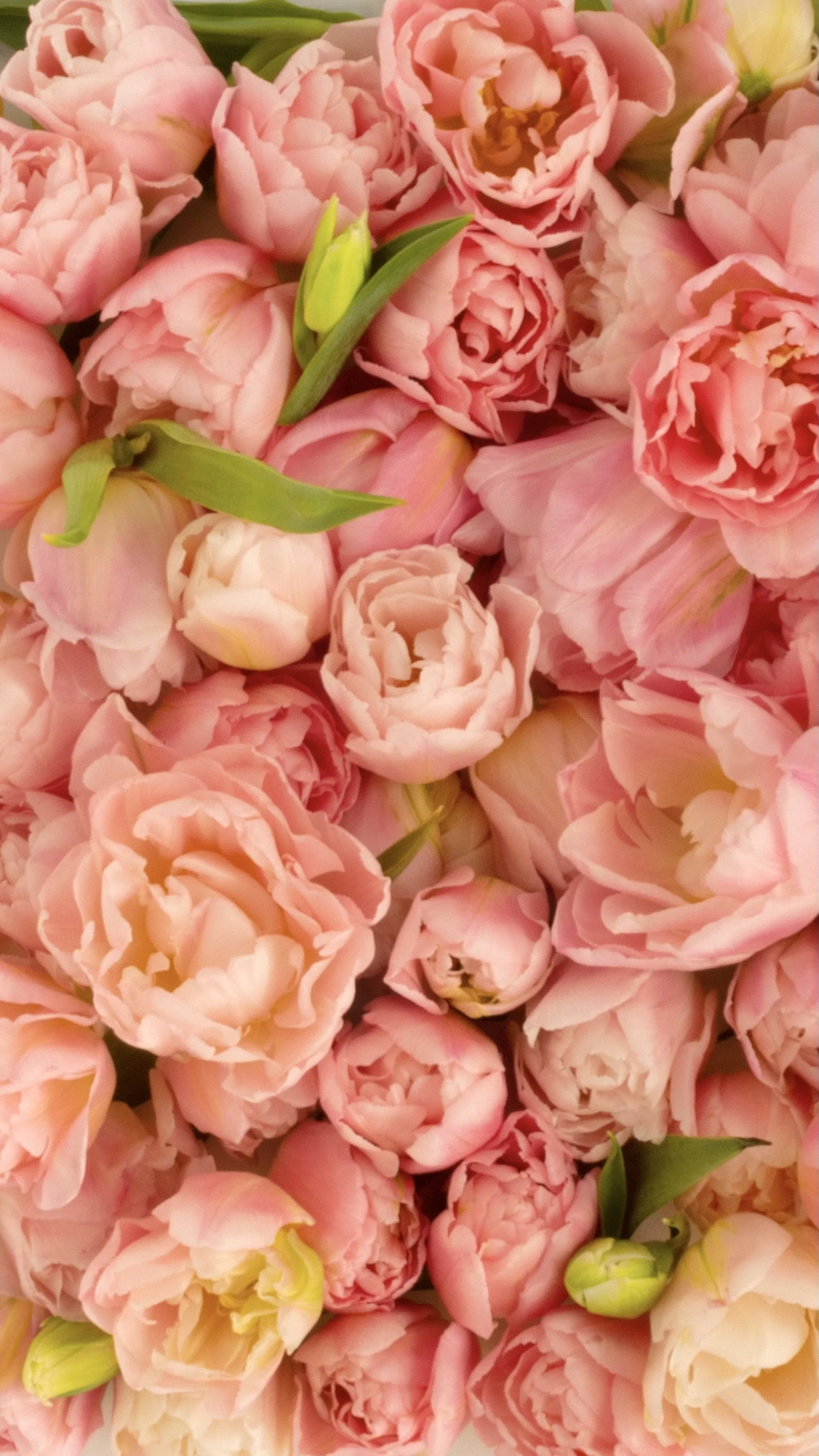 Pink Dreamer Tulips Early-Spring Foundation Flower.jpeg