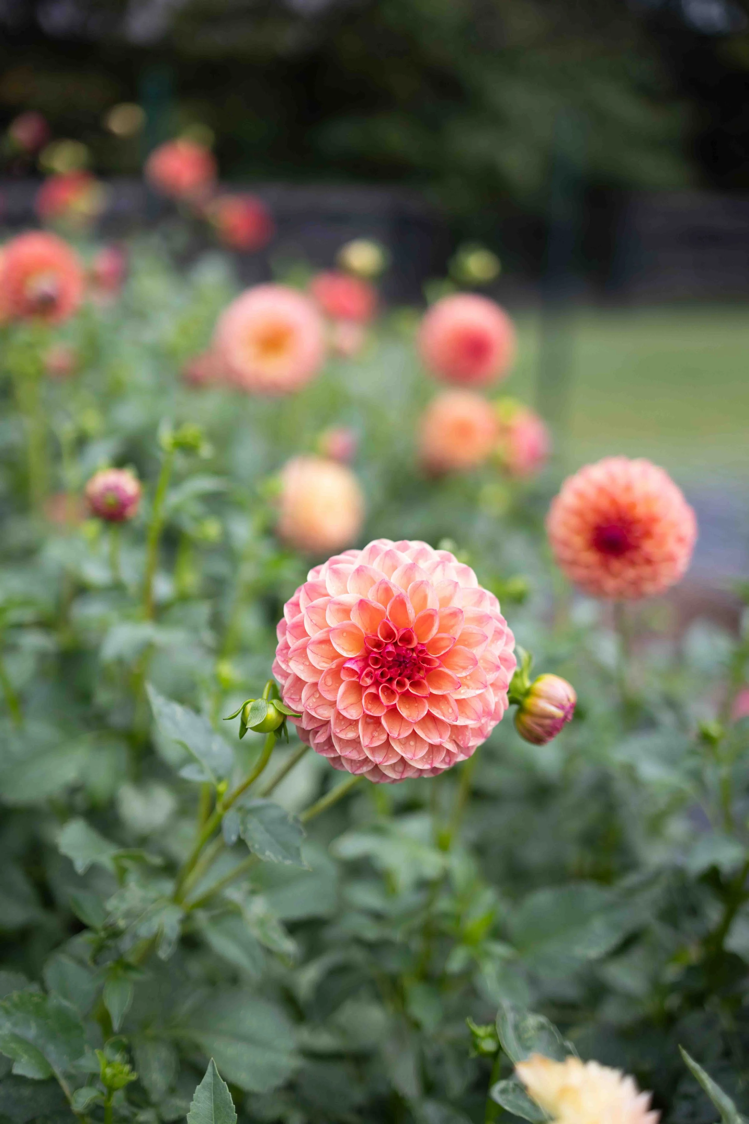 Best Dahlias to Grow — Based on How You Sell