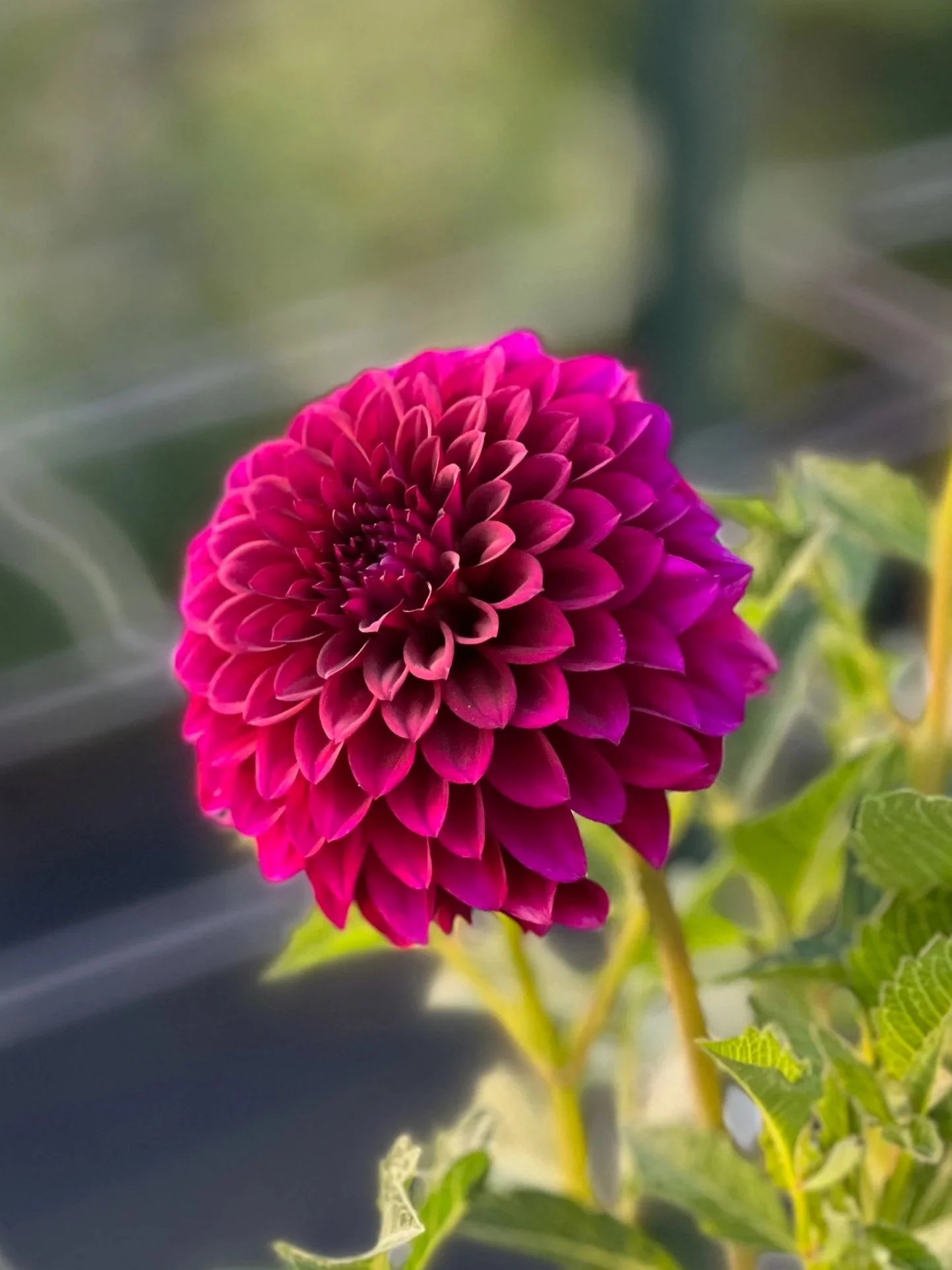 Hello Dahlia