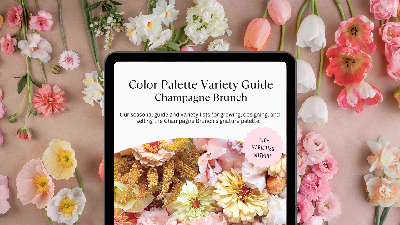 Color Palette Variety Guide: Champagne Brunch