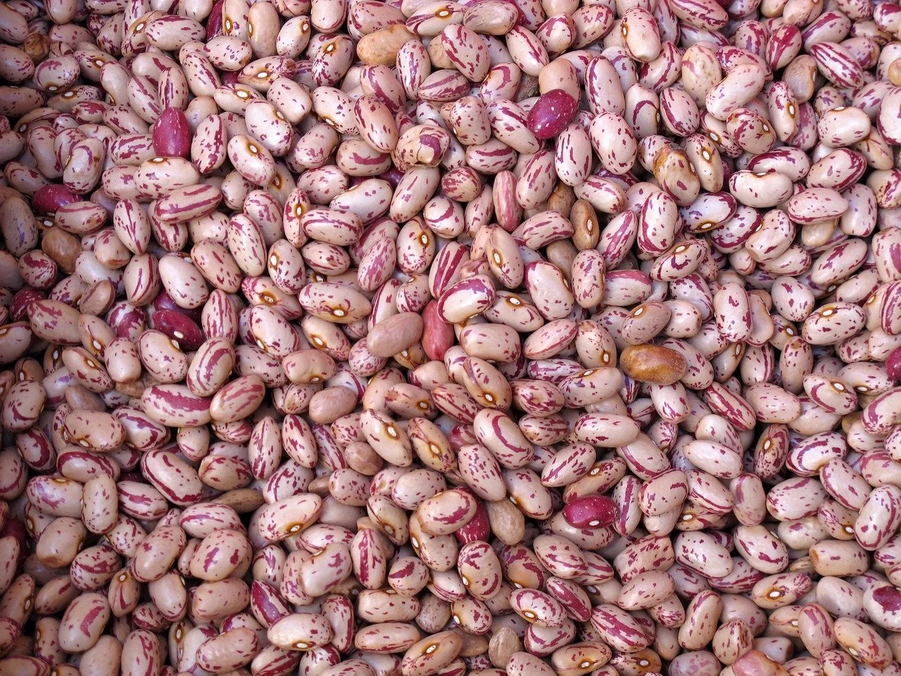 Dried Beans