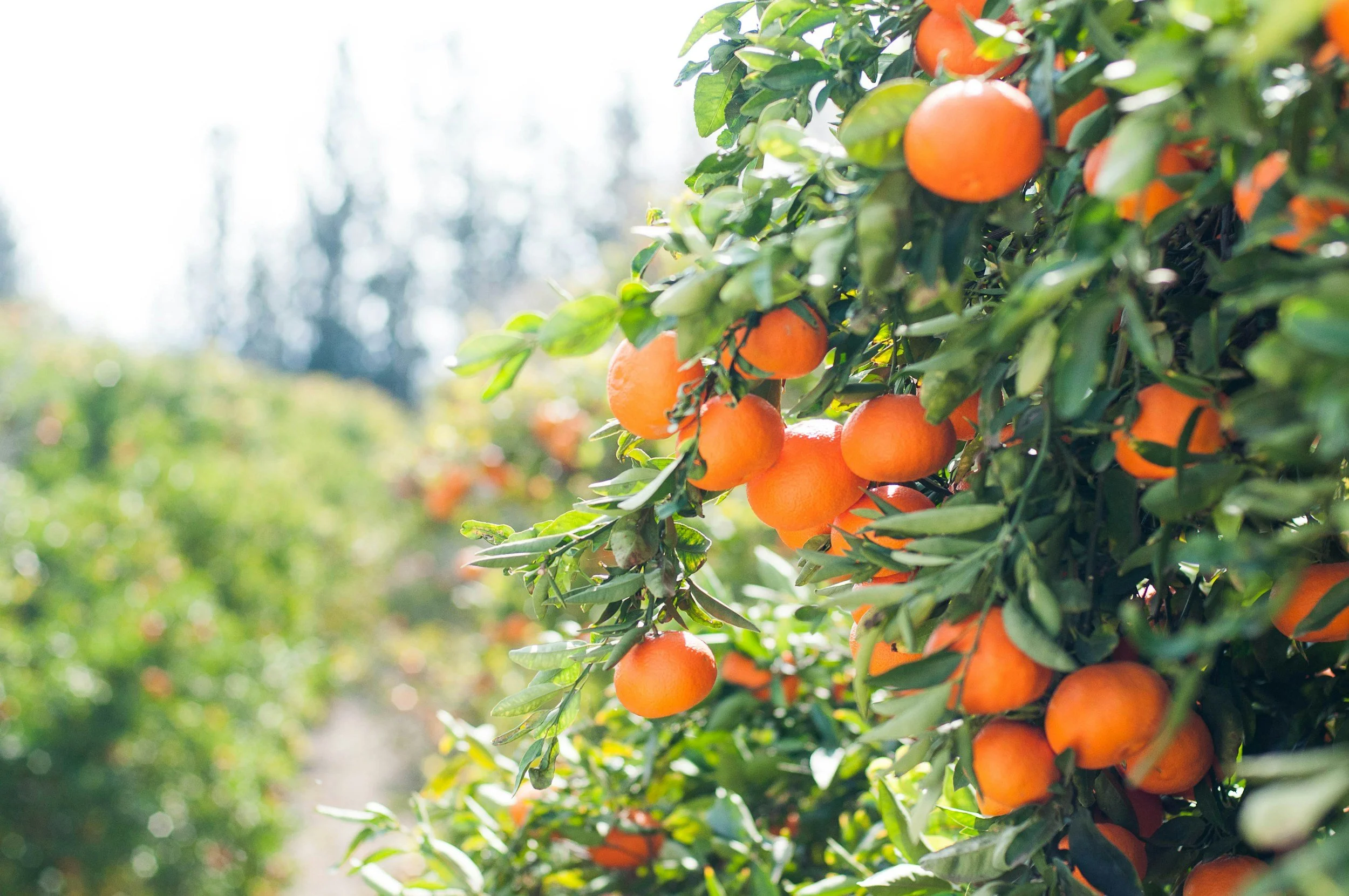 Orange trees laden with ripe fruit in a sunlit orchard, showcasing the fresh, locally sourced produce that Saba Community Food Alliance partners with BIPOC farmers to distribute ethically in the Bay Area
