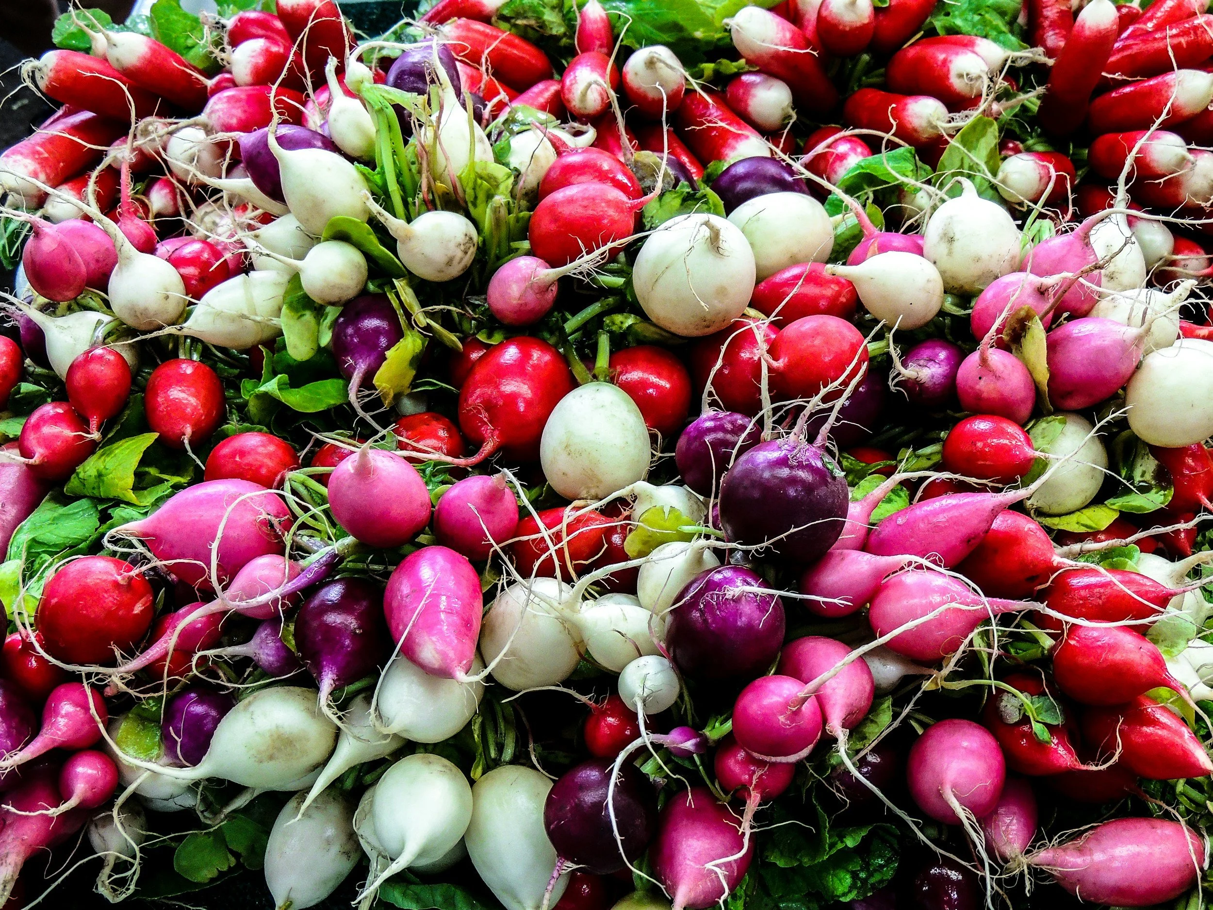 A colorful variety of radishes in shades of red, pink, purple, and white, highlighting the fresh, ethically sourced produce distributed by Saba Community Food Alliance from BIPOC farmers in the Bay Area.
