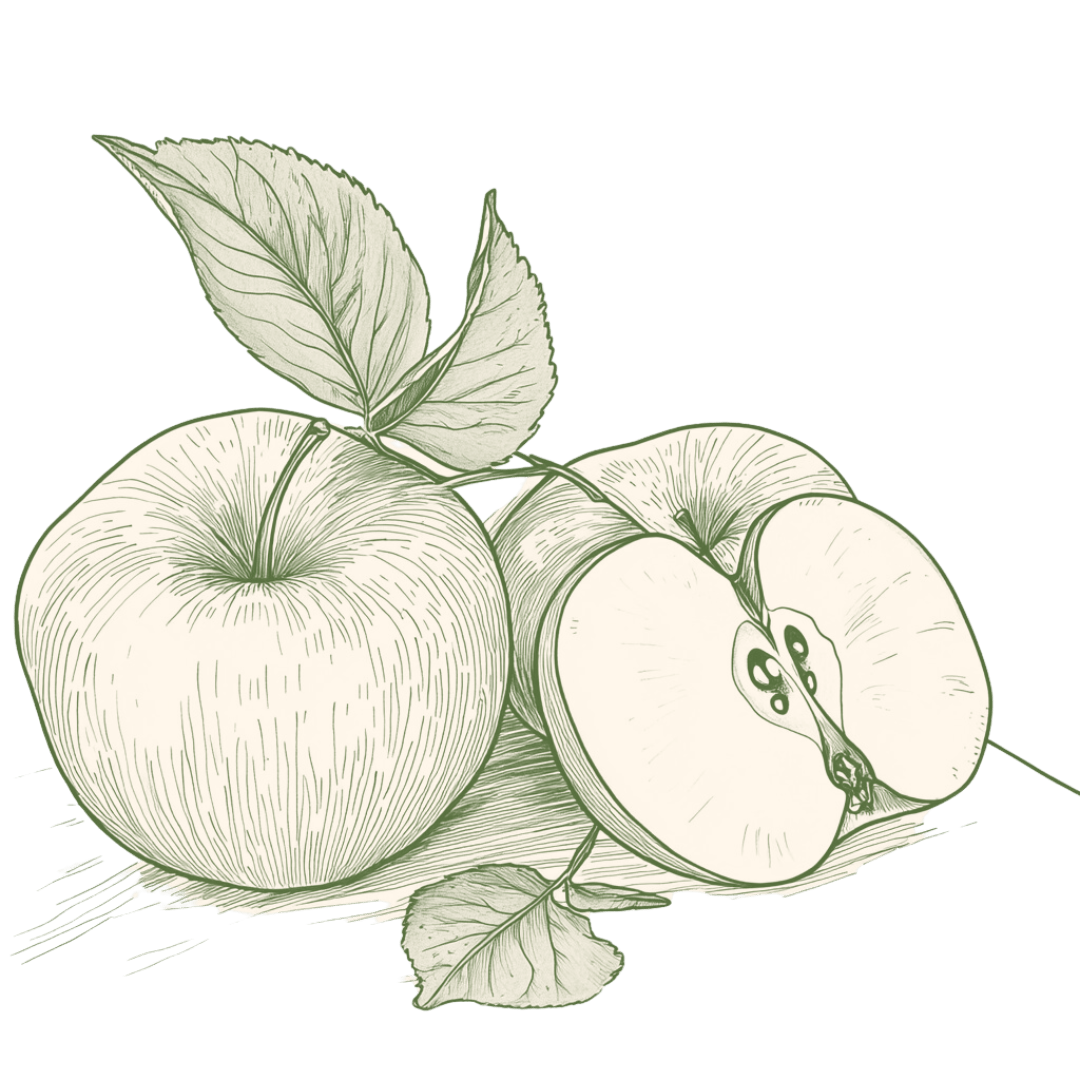 Hand-drawn illustration of whole and sliced apples with leaves, symbolizing fresh, organic produce sourced from BIPOC farmers for Saba Community Food Alliance's ethical food distribution in the Bay Area."